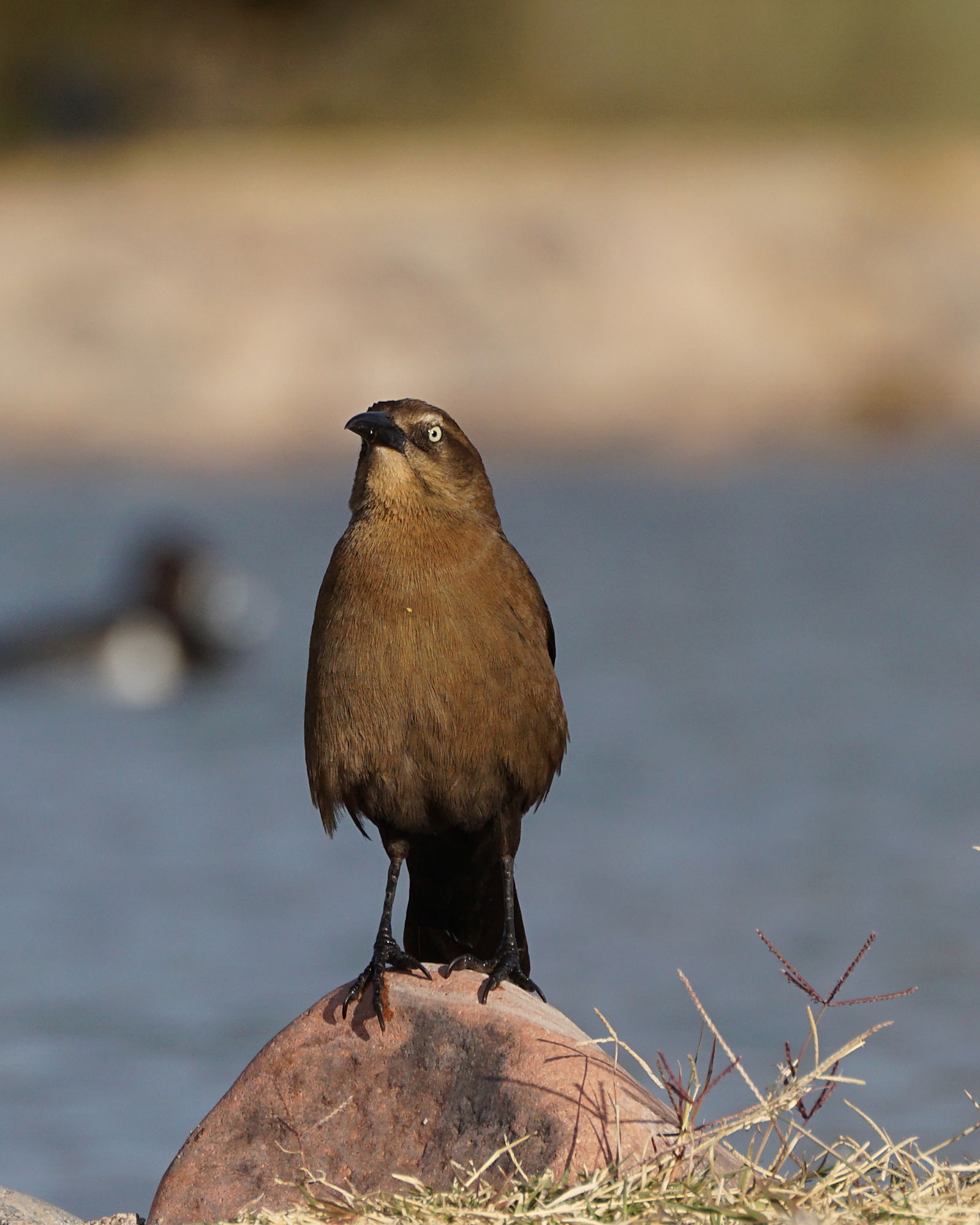 Grackles Spotted at Granada Park