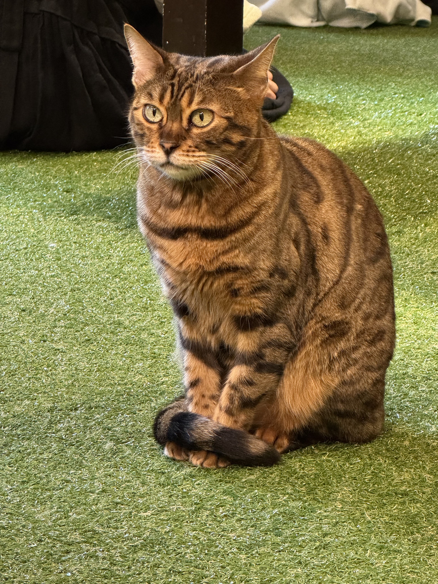 I visited a cat cafe in Yufuin, Oita Prefecture, and couldn't move for hours thanks to a cat on my lap.