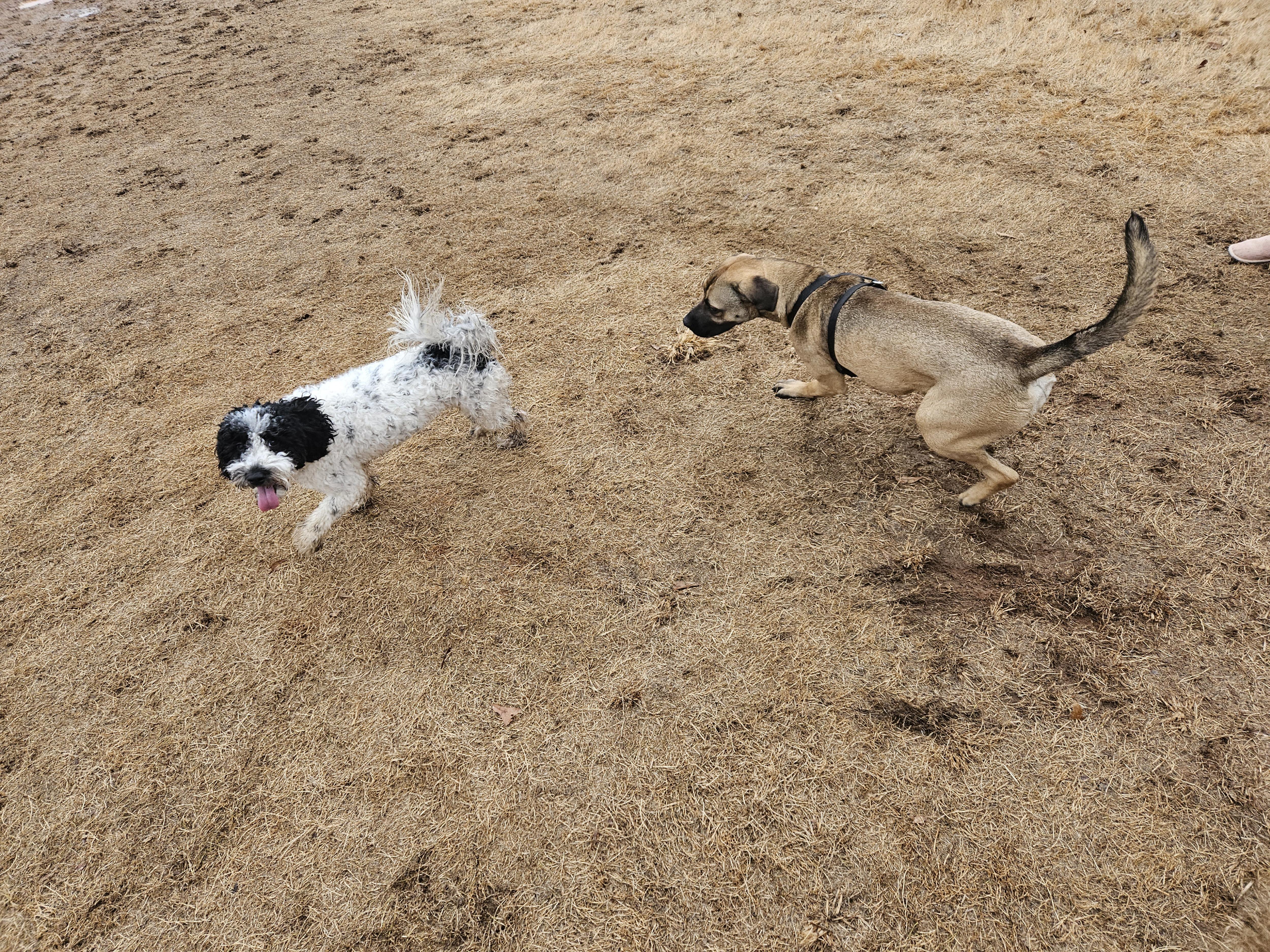 Victory at the dog park: A tail-wagging success!