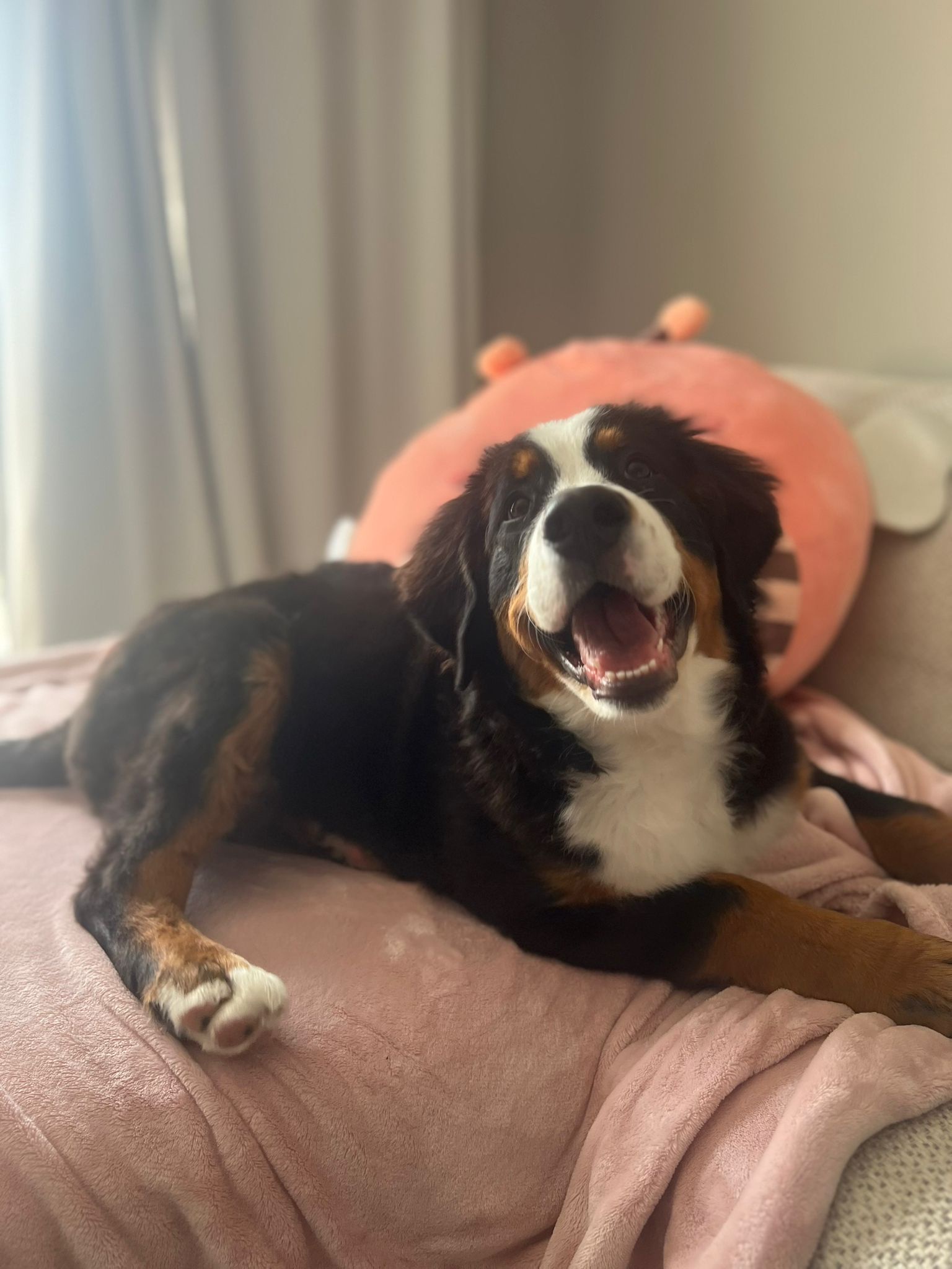 Meet Our Adorable Bernese Puppy at Six Months Old