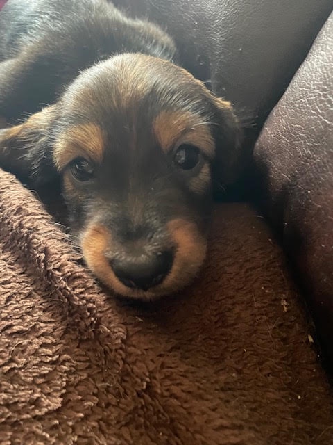 Introducing the adorable Pogo!