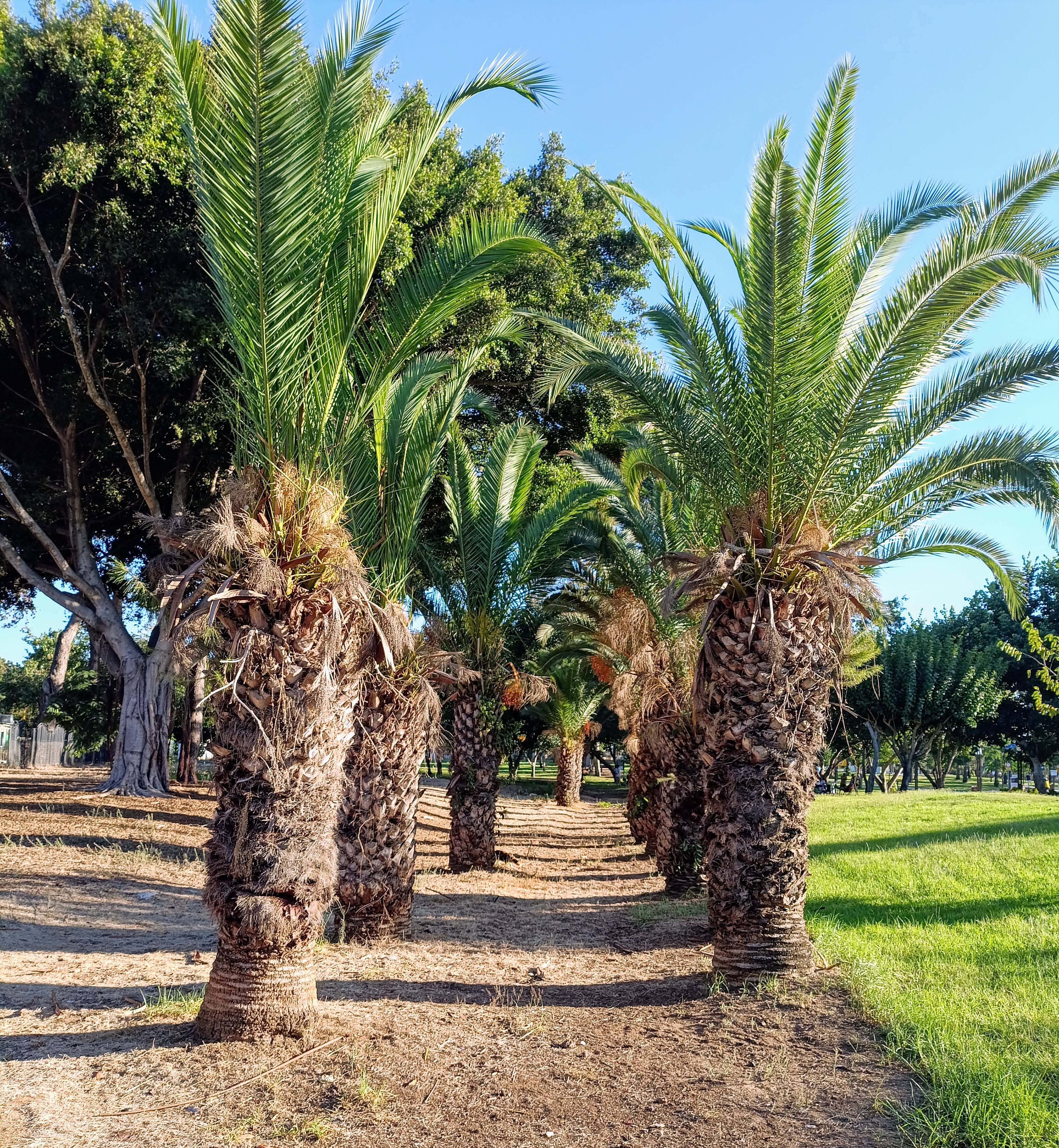 A Stroll Down Palm Street