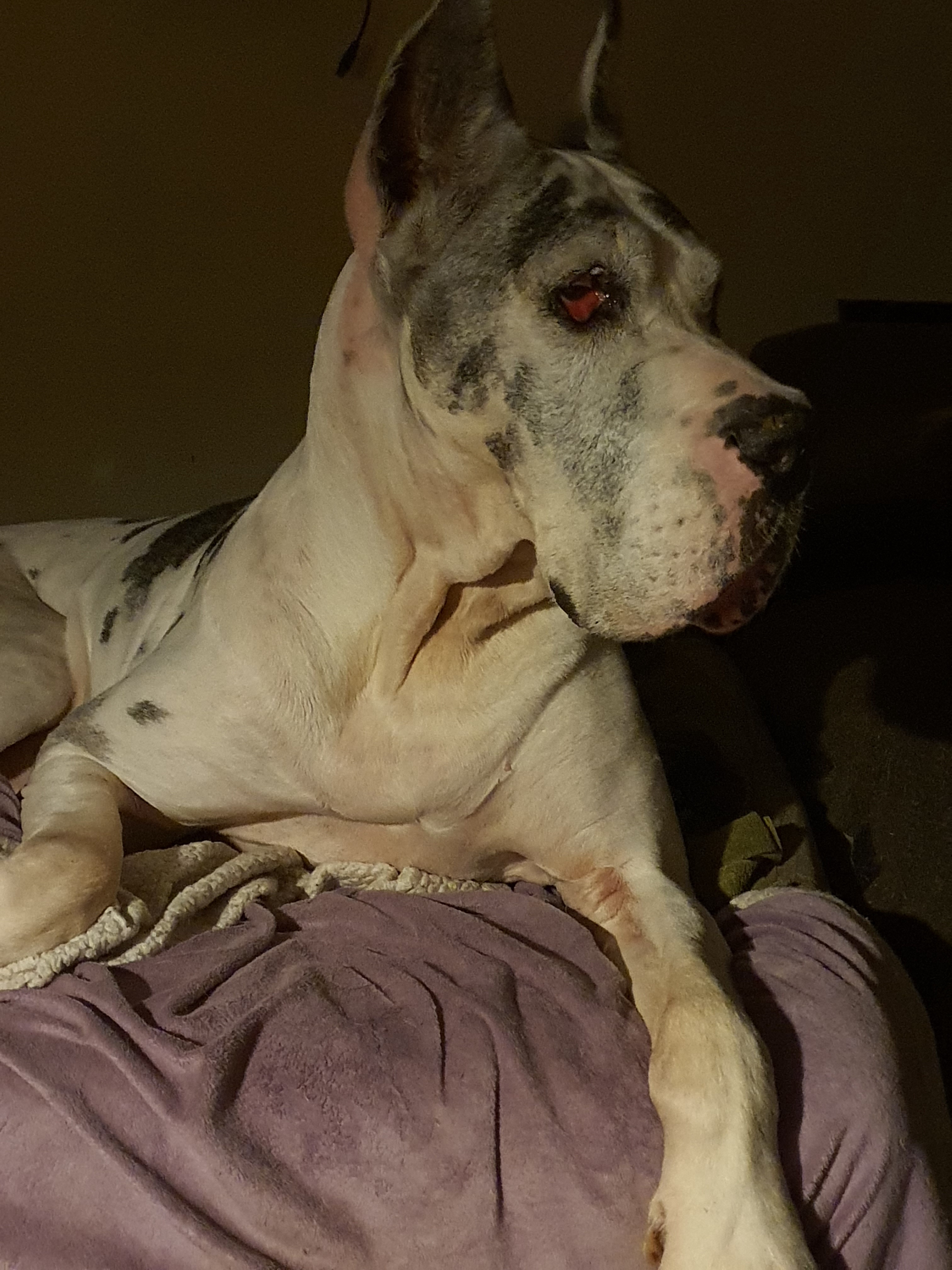 Remembering Emma: Three Years Since She Crossed the Rainbow Bridge