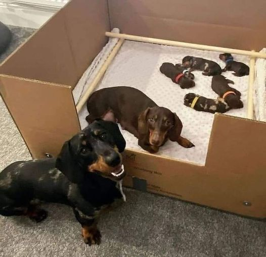 Proud Wieners Celebrating Their Size