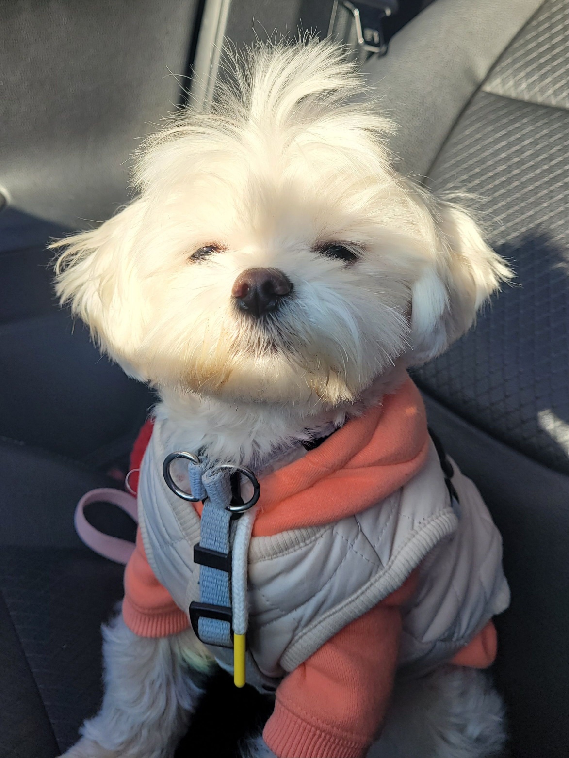 Caught My Dog in a Sleepy Moment