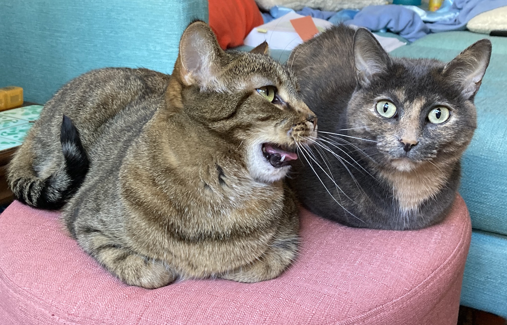 The Dynamic Duo: Bellatrix and Dobby