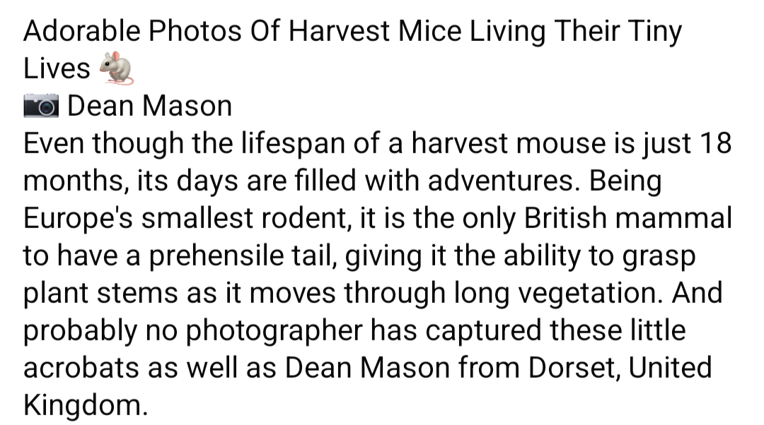 Adorable Mouse Photography by Dean Mason