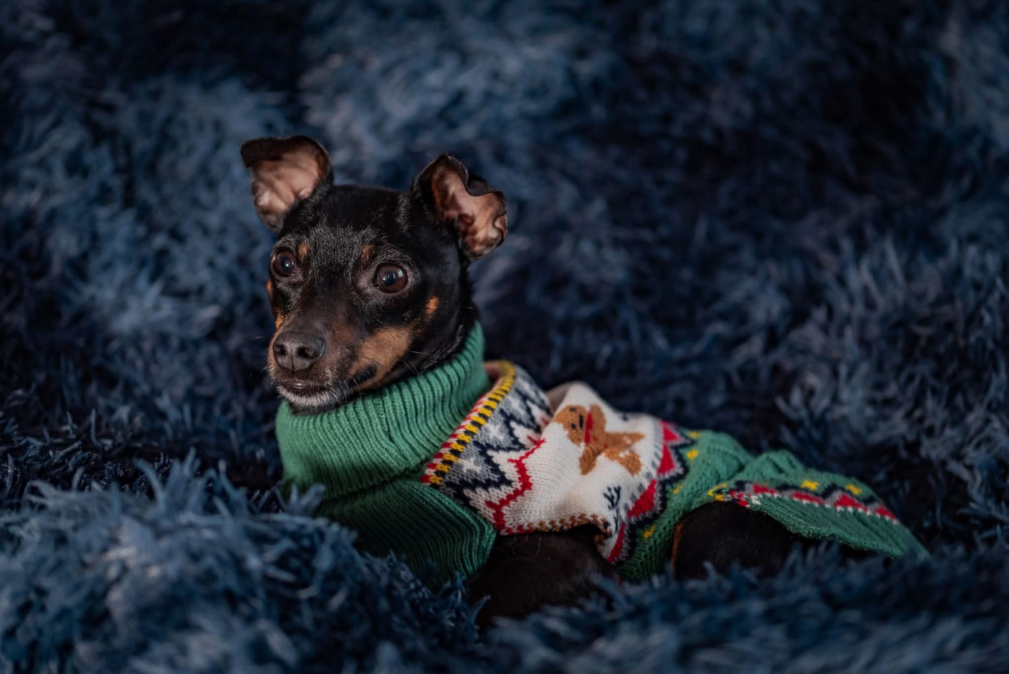 Meet Opie: The Star of the Show