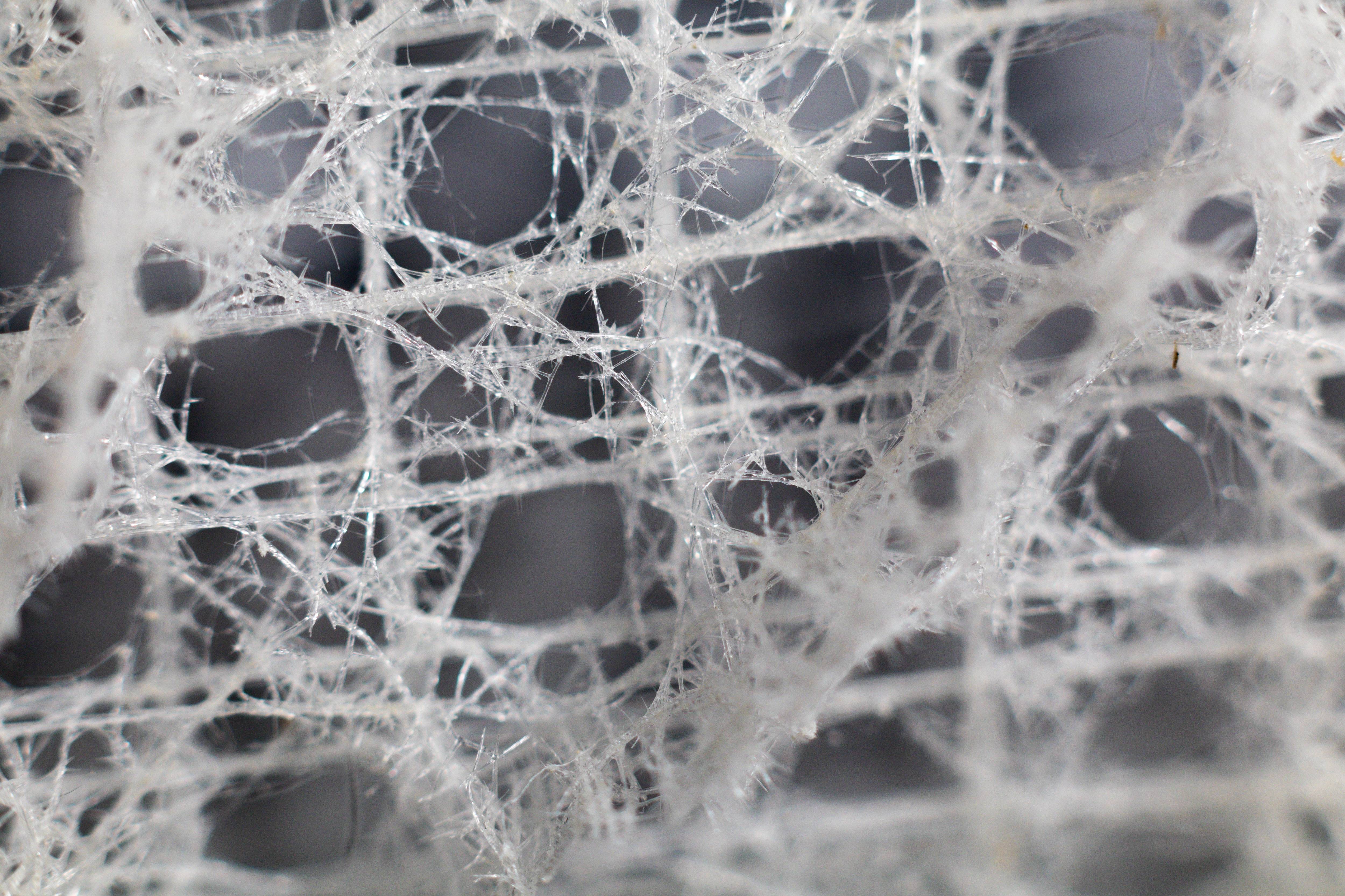Incredible 1X Macro Shot of a Glass Venus Flower Basket Skeleton