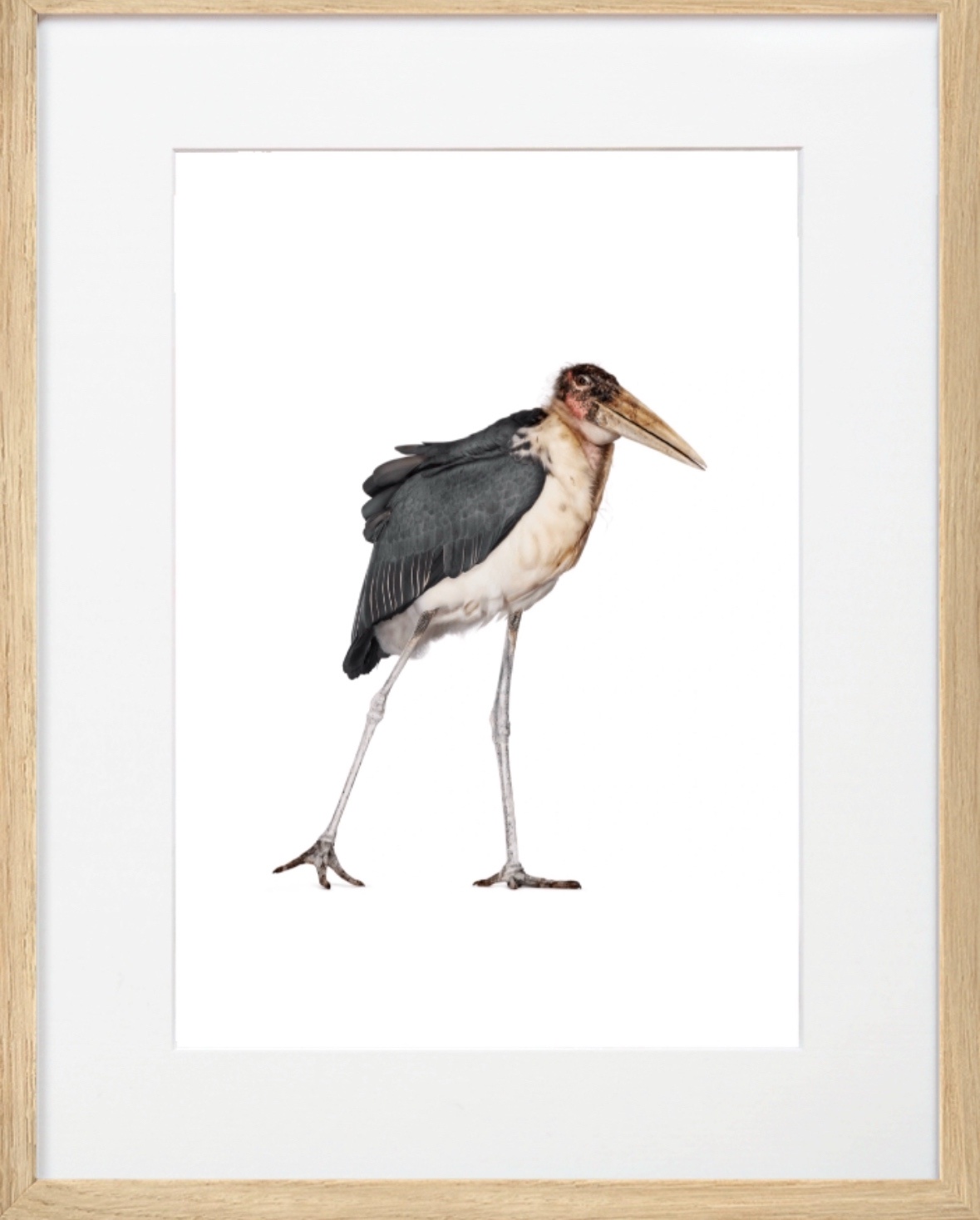 The Majestic Marabou Stork Captured by Andrew Zuckerman