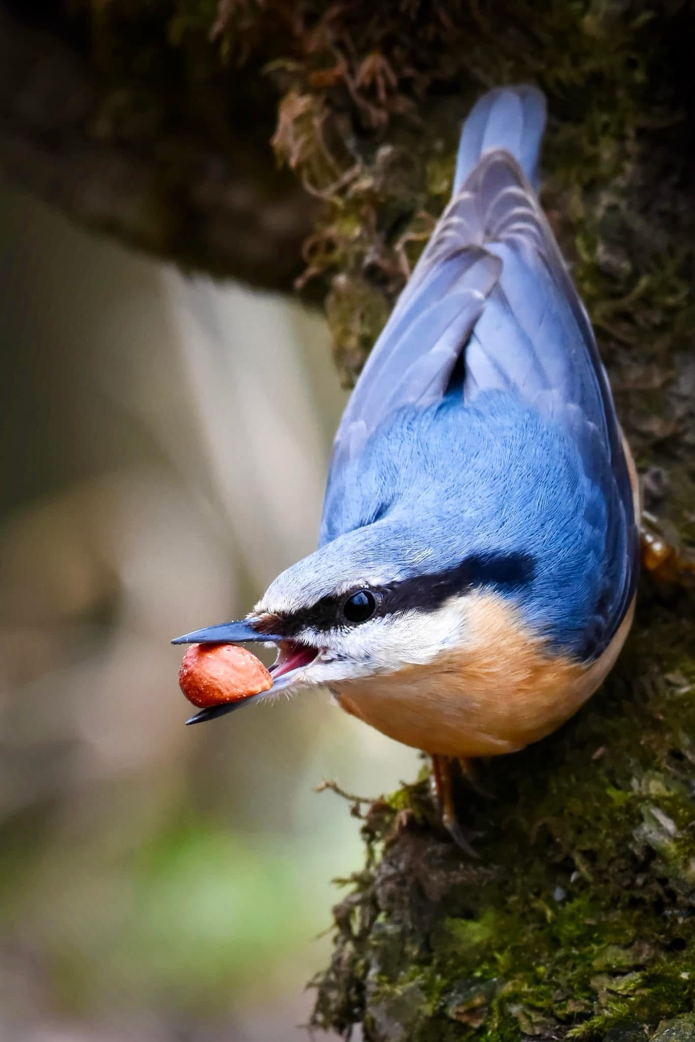 Meet the Nuthatch: Nature's Charm