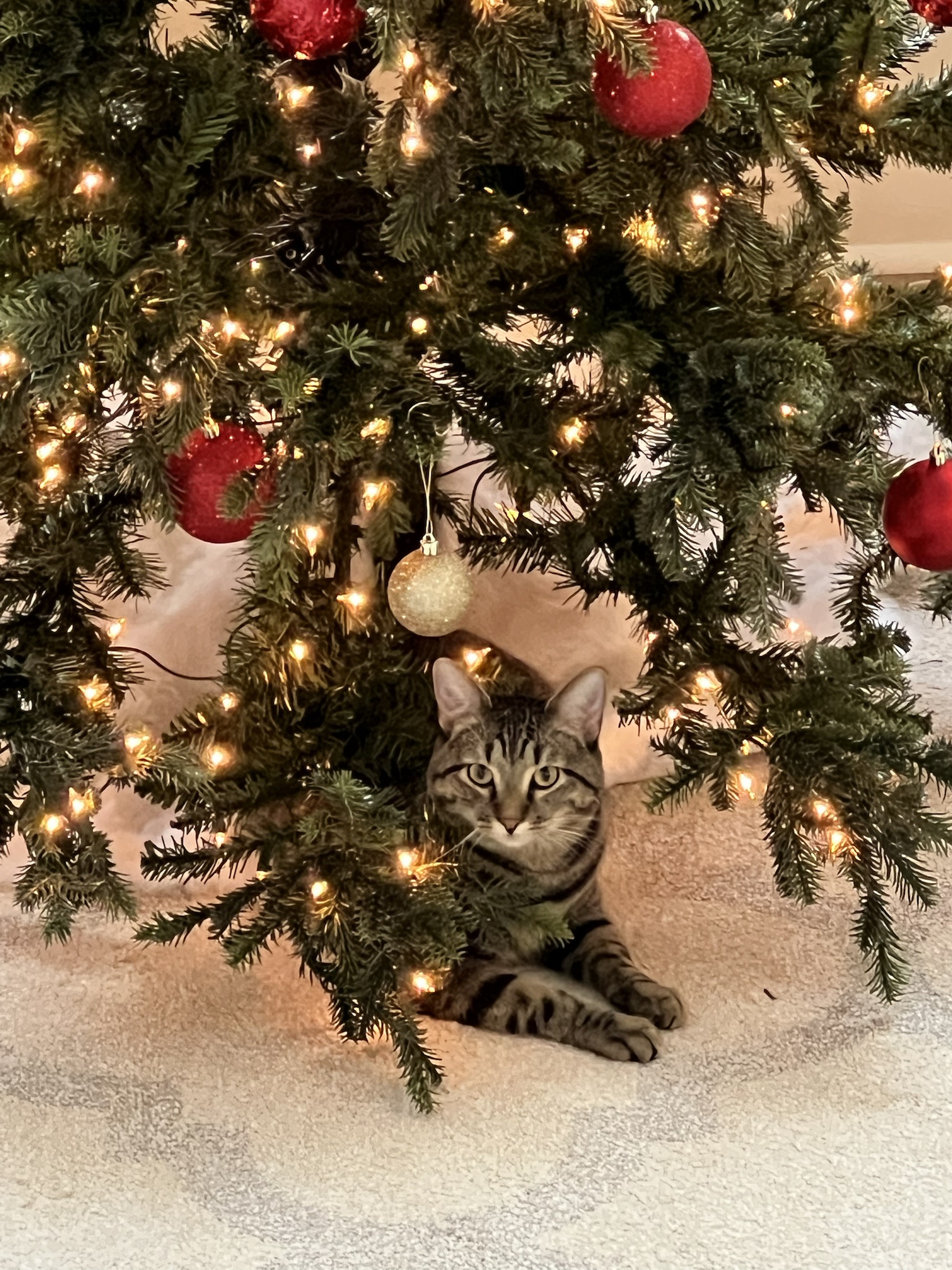 Wishing you a Merry Christmas from Ohio, you delightful creatures!