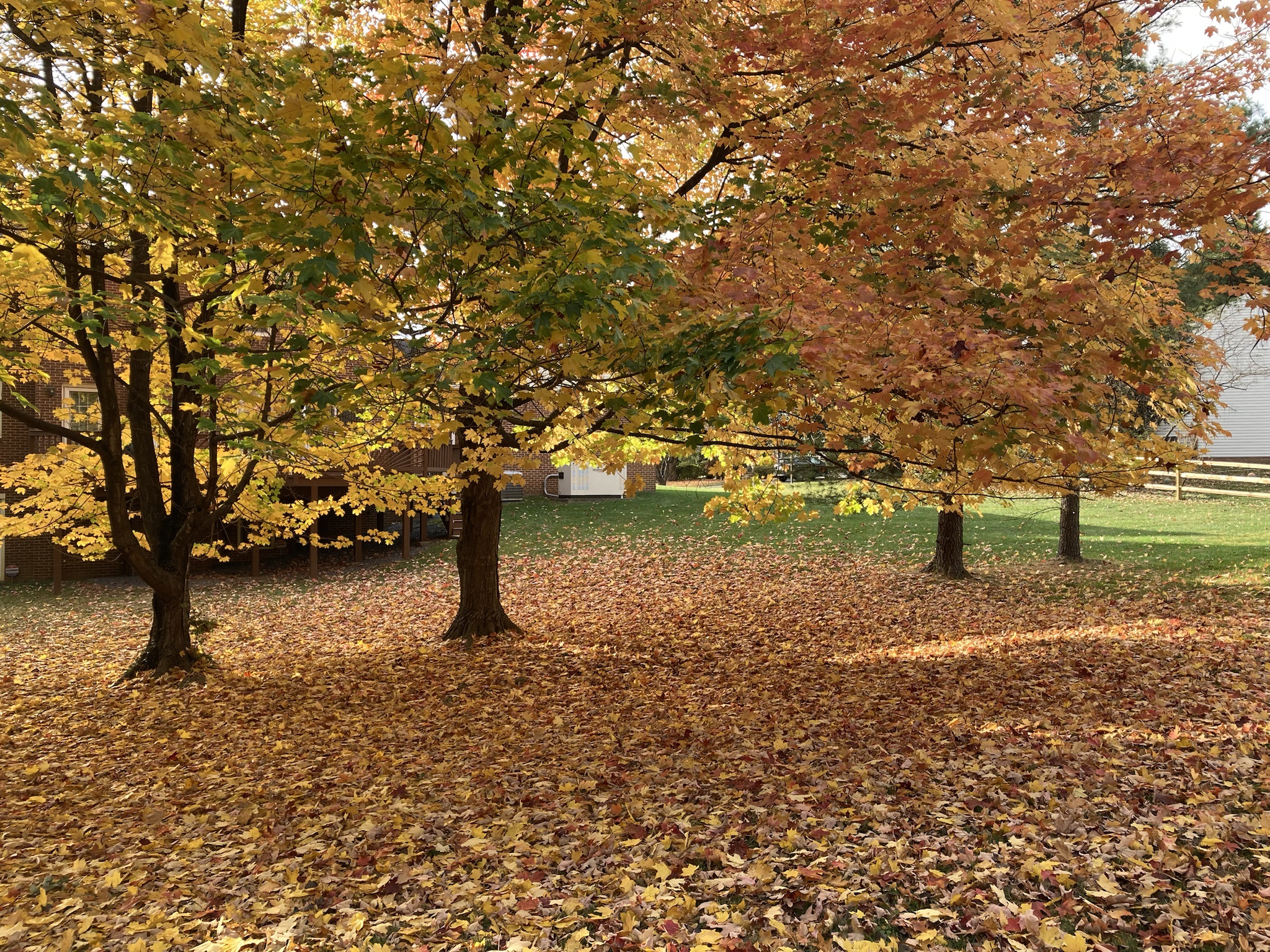 Nature's Palette: The Vibrant Fall Colors