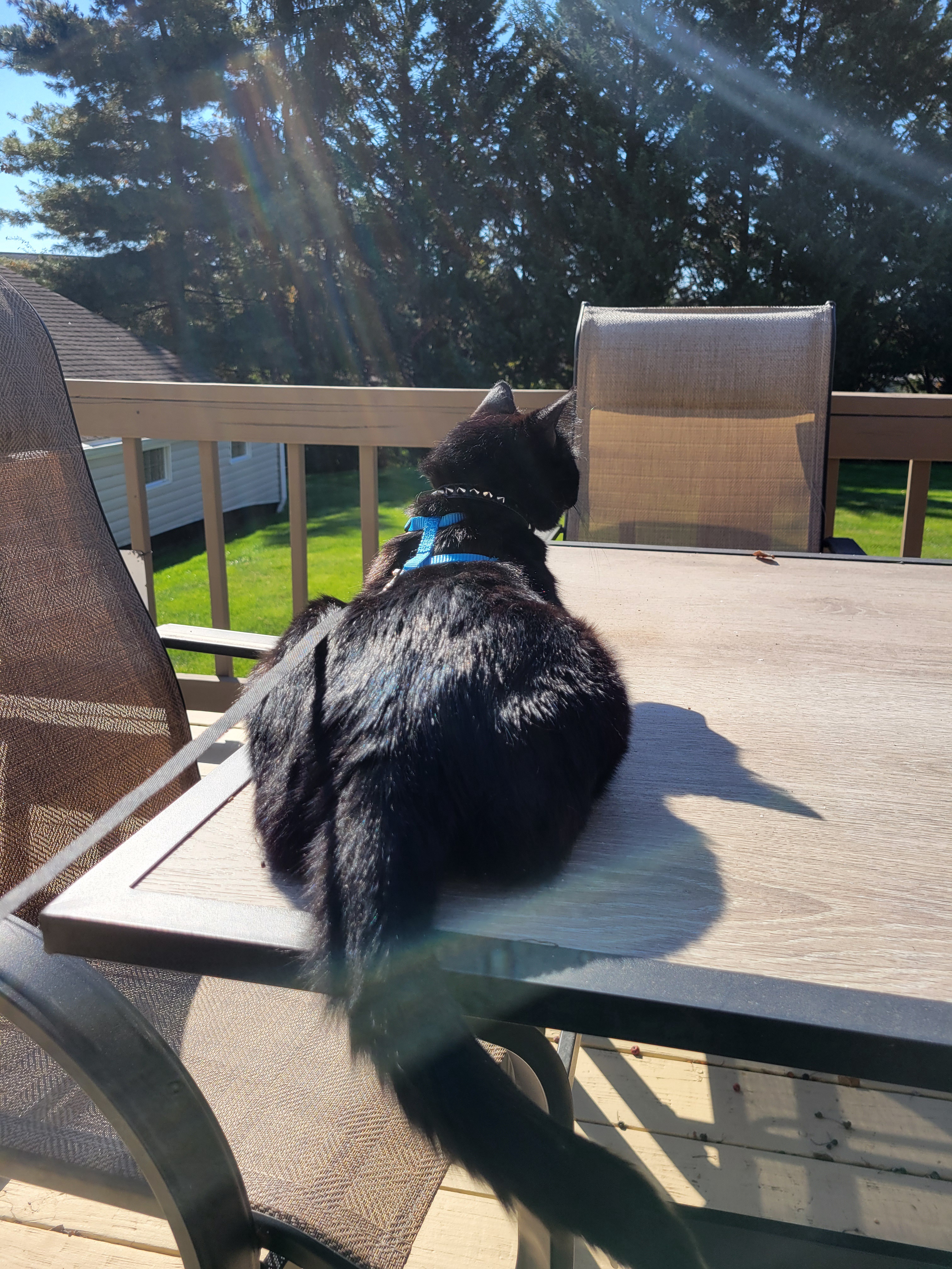 Nyx Enjoying the Great Outdoors