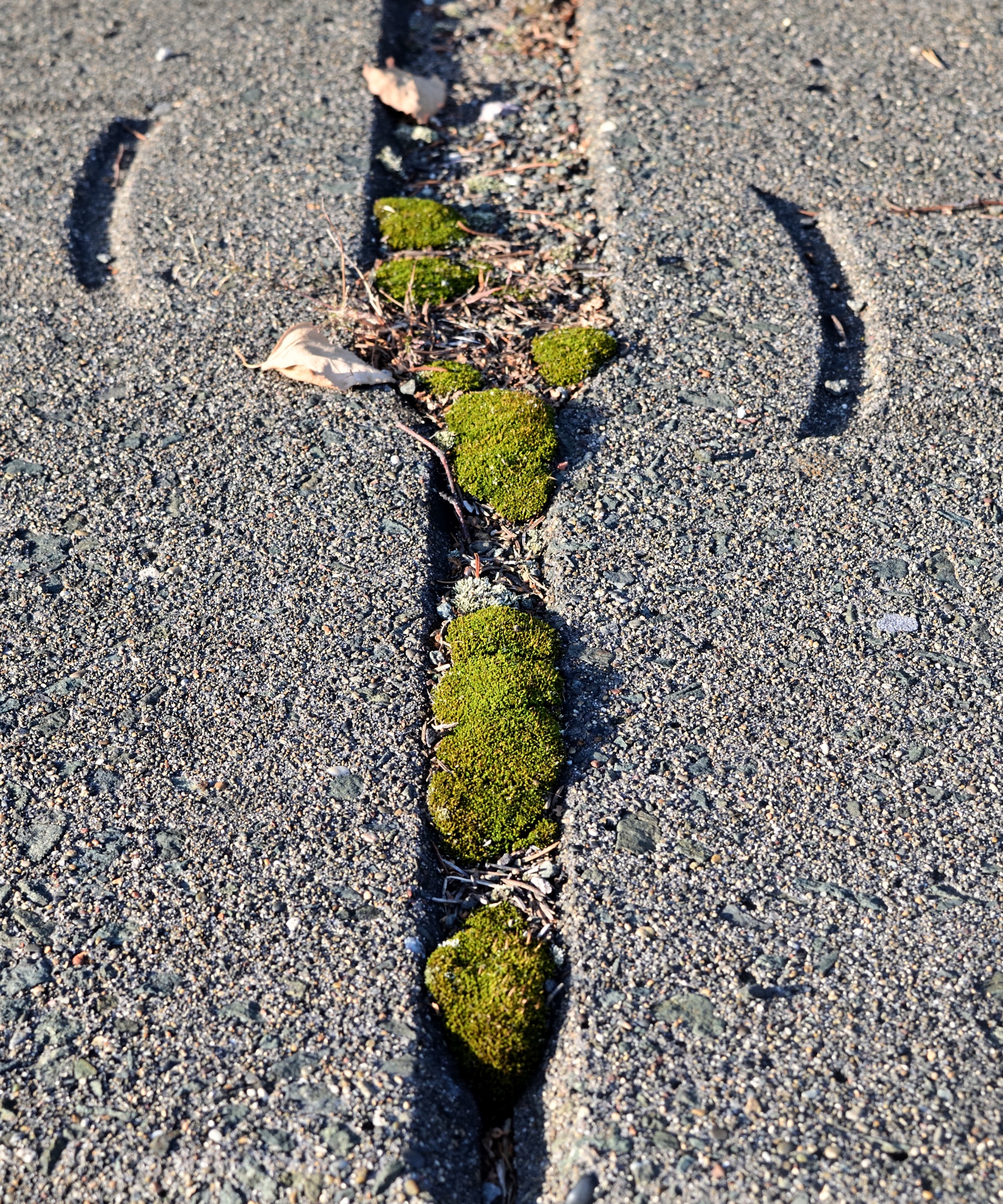 The Enigmatic Beauty of Moss