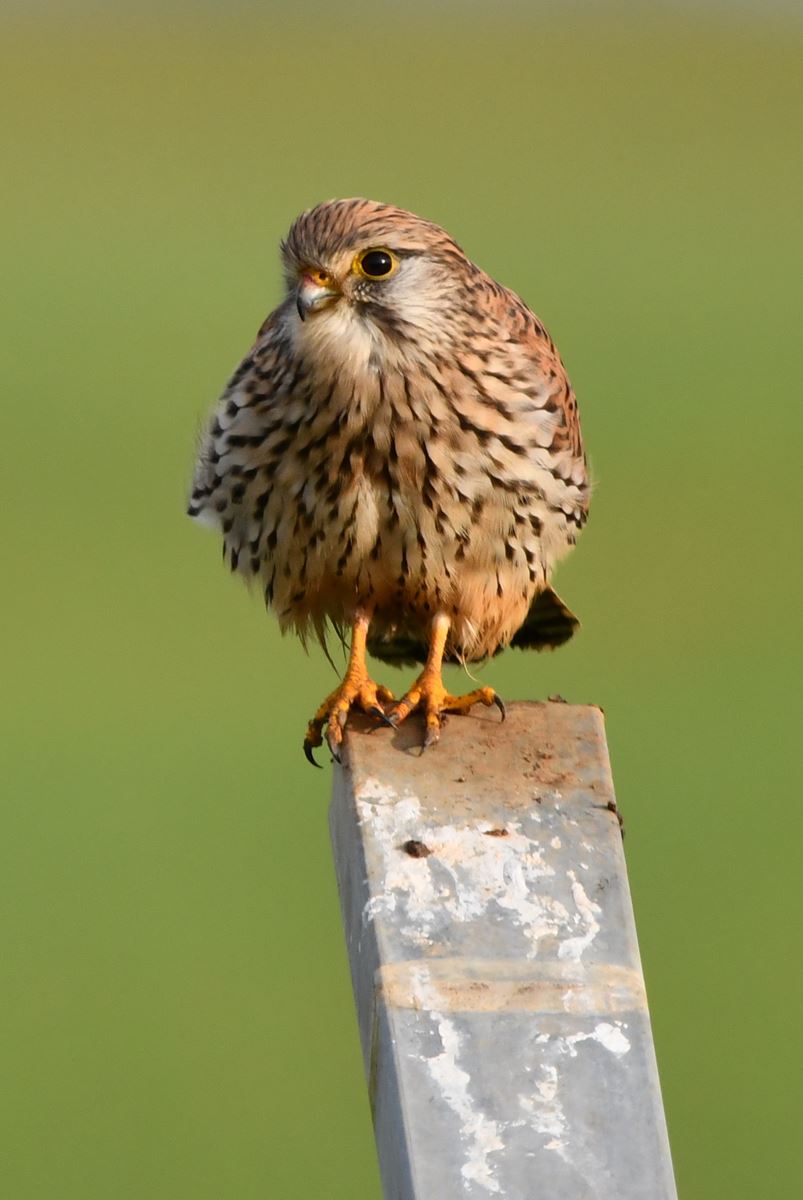 Falconry in France: A Glimpse into Vienne, 11/24