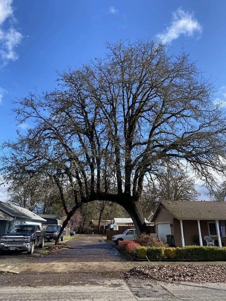 This Tree's Epic Journey: From Driveway Blocker to Tree Family