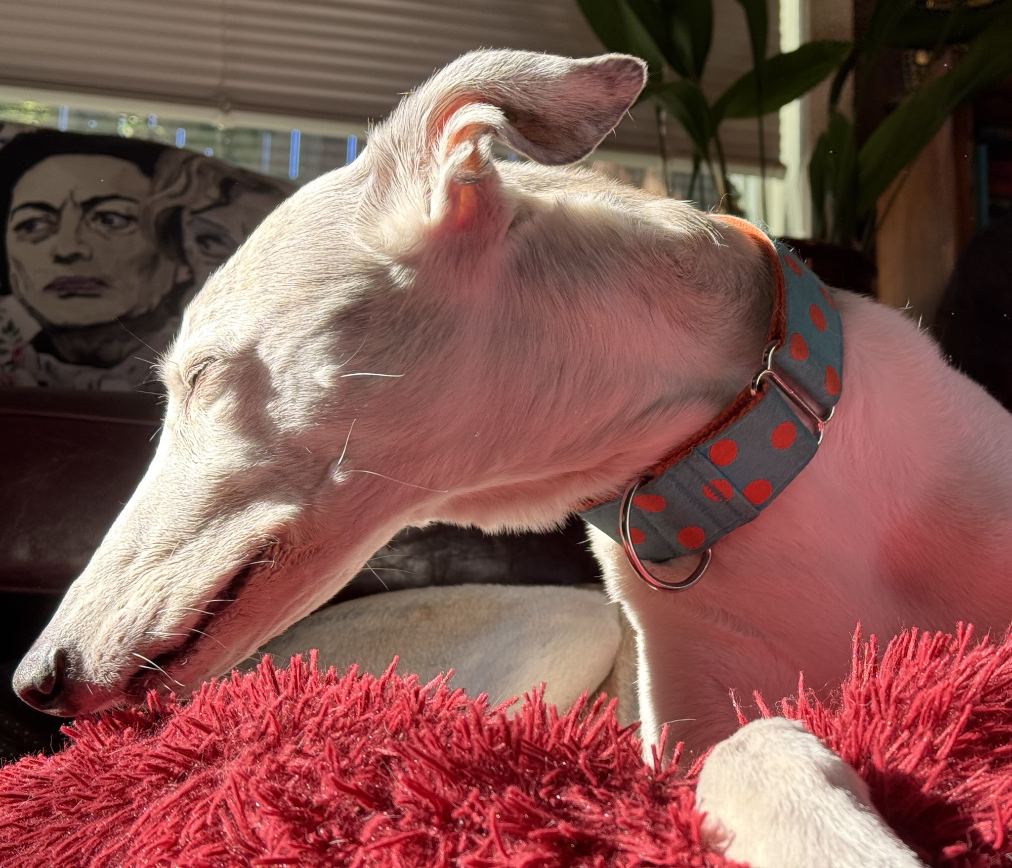 Meet the Sunbeam Pup: The Ultimate Source of Joy