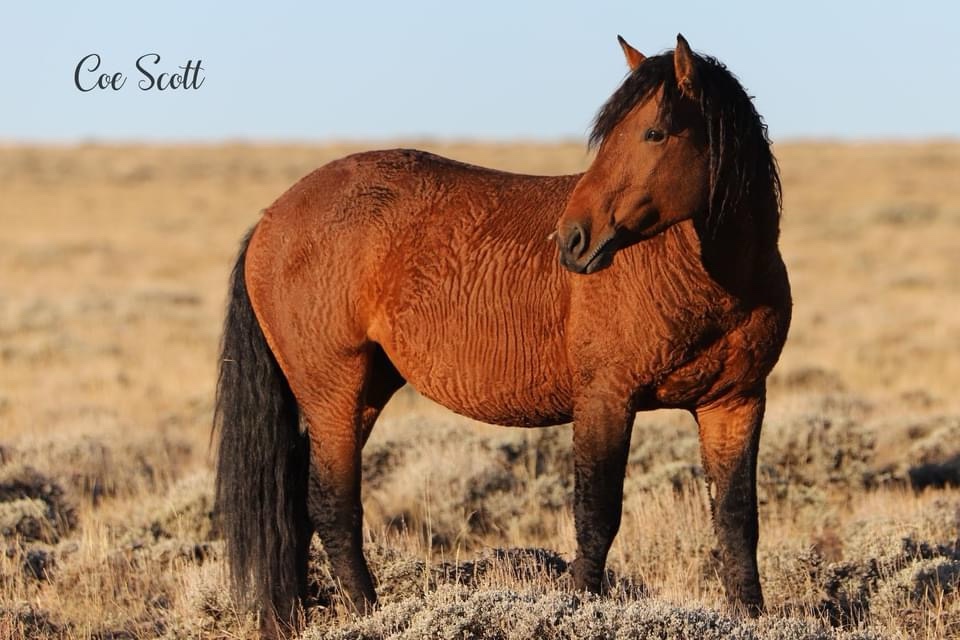 The Classic Mustang: A Timeless Beauty