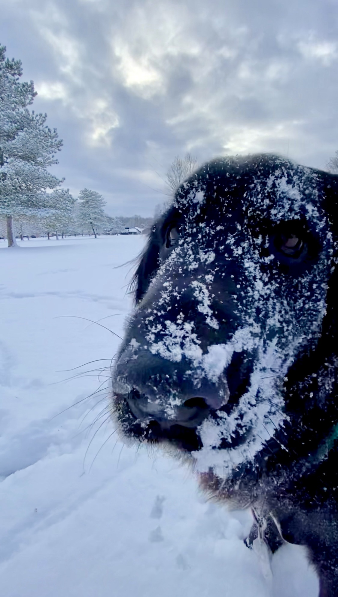 My Dog's Hilarious Antics: Volume XII