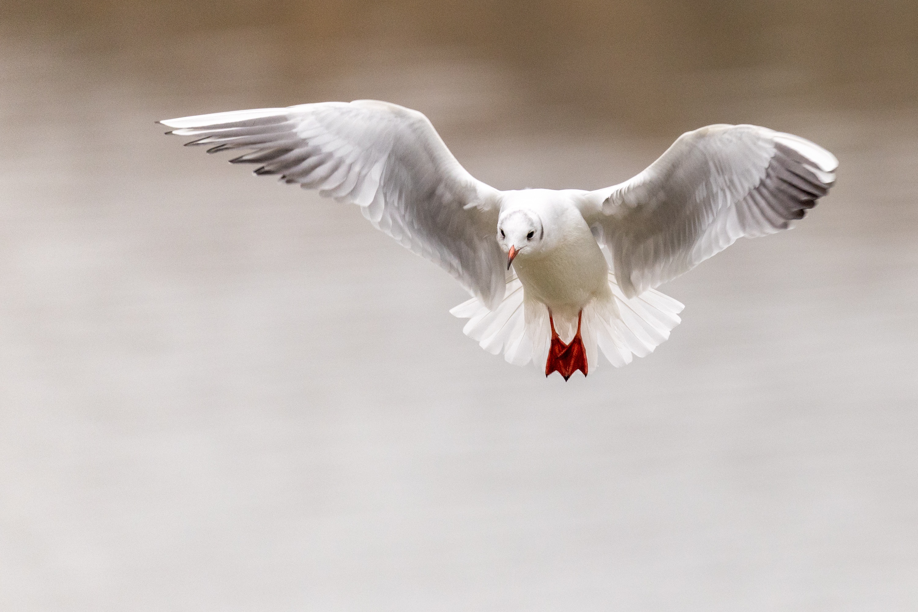 A Showcase of Birds: From Gulls to Eagles