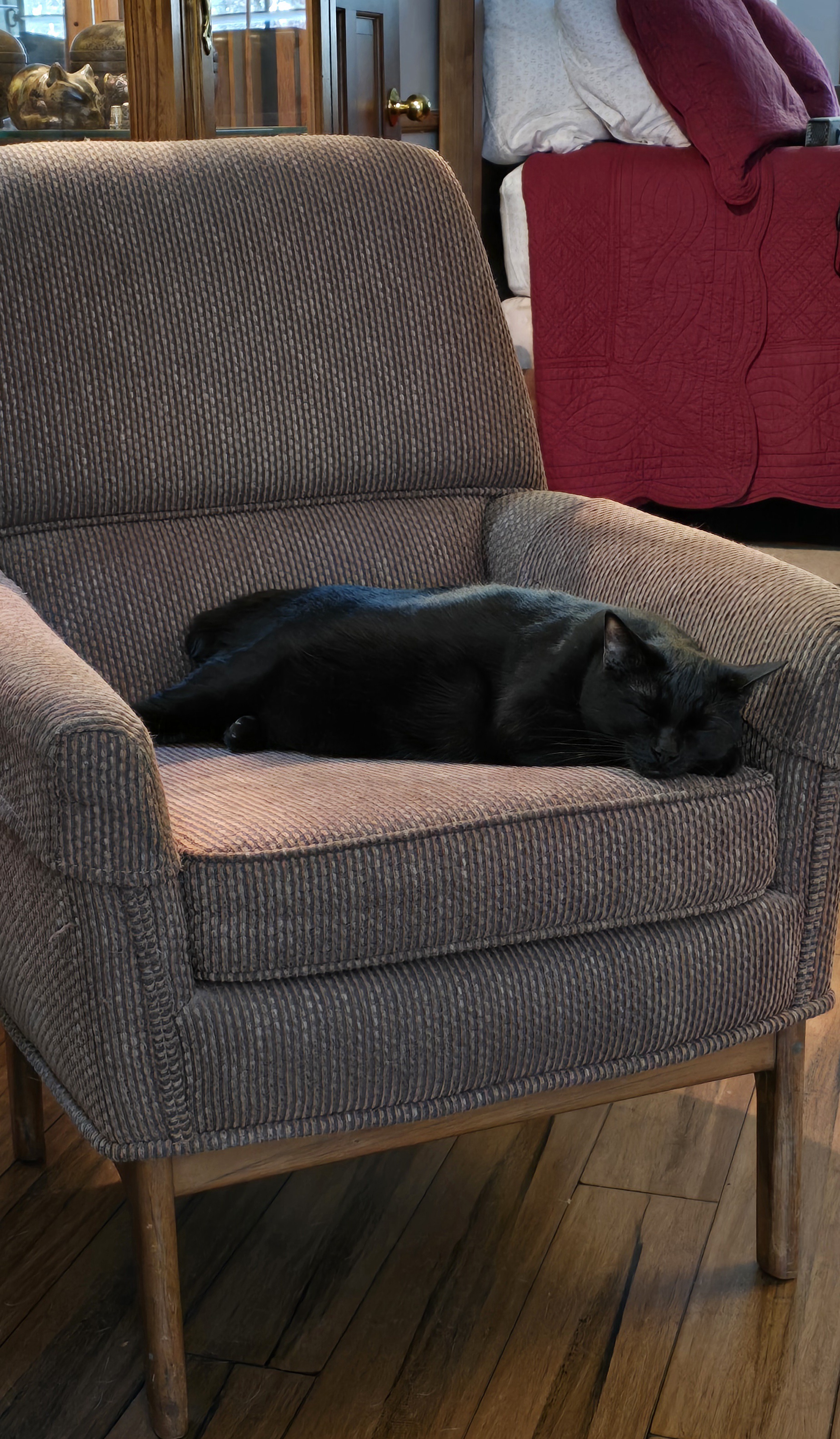 It's My Cake Day! Enjoy This Cozy Cat by the Fireplace