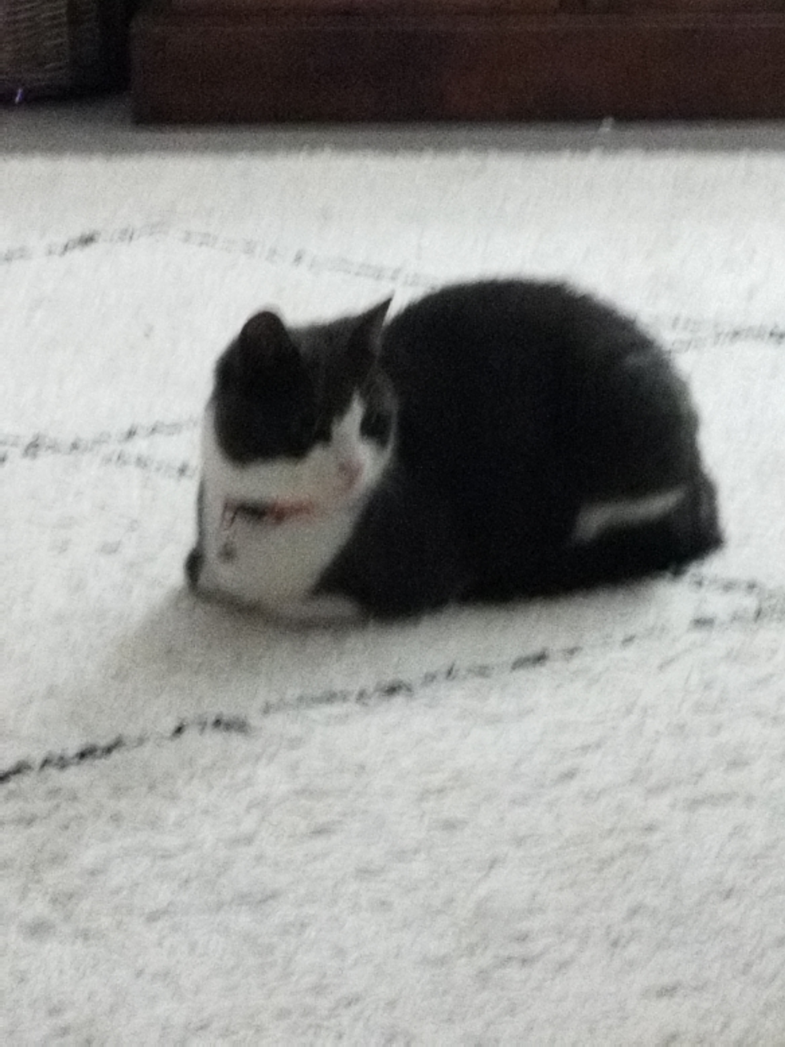 Meet my adorable cat Luna in her loaf form :3 (15)