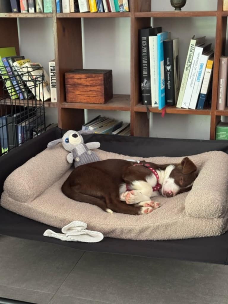 Cocoa is settling in and making herself at home!
