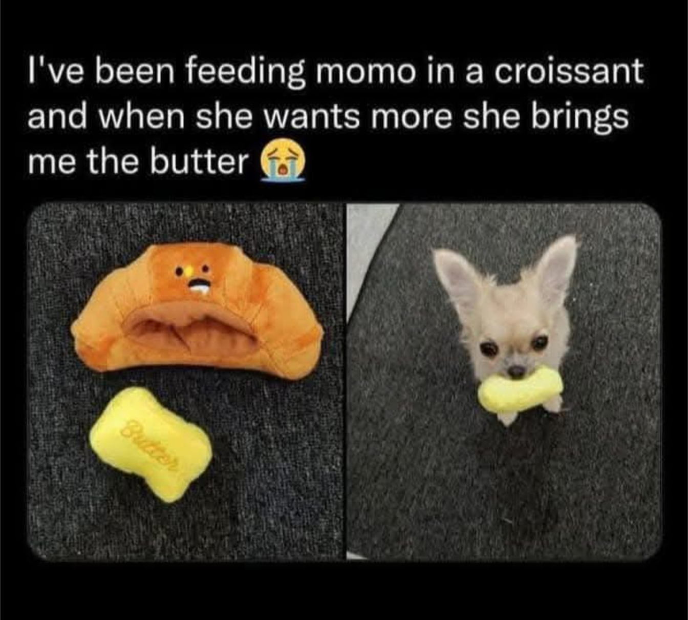 Adorable Little Butterball: A Cute Moment