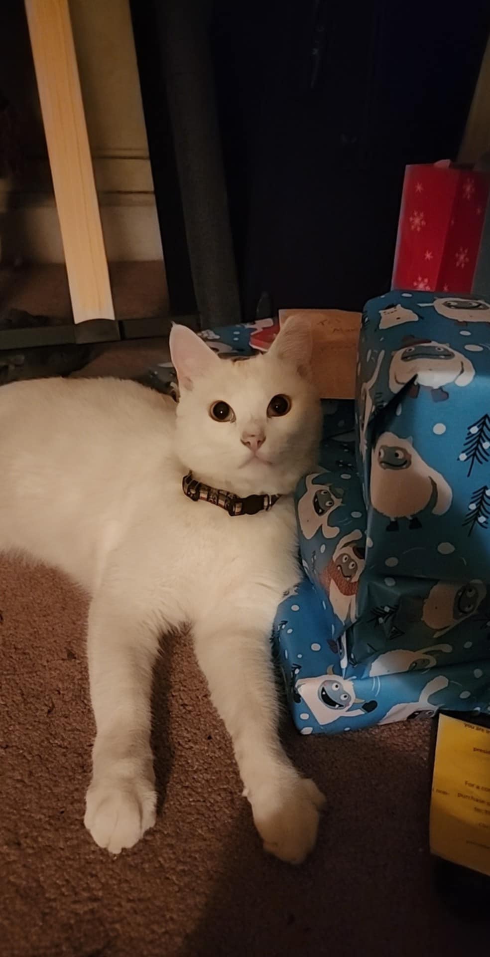 It's Time for the Christmas Cat Tax!