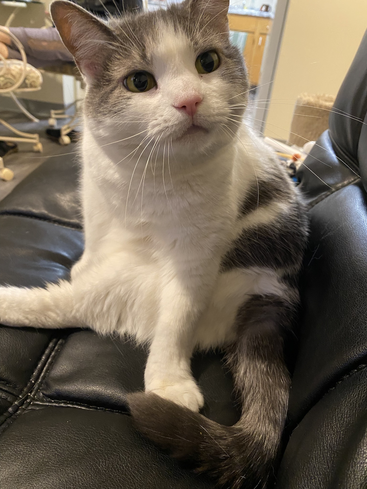 Mrreow: The Purrfect Sound