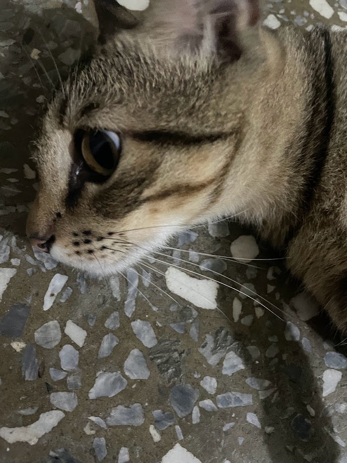 The Feline Friend