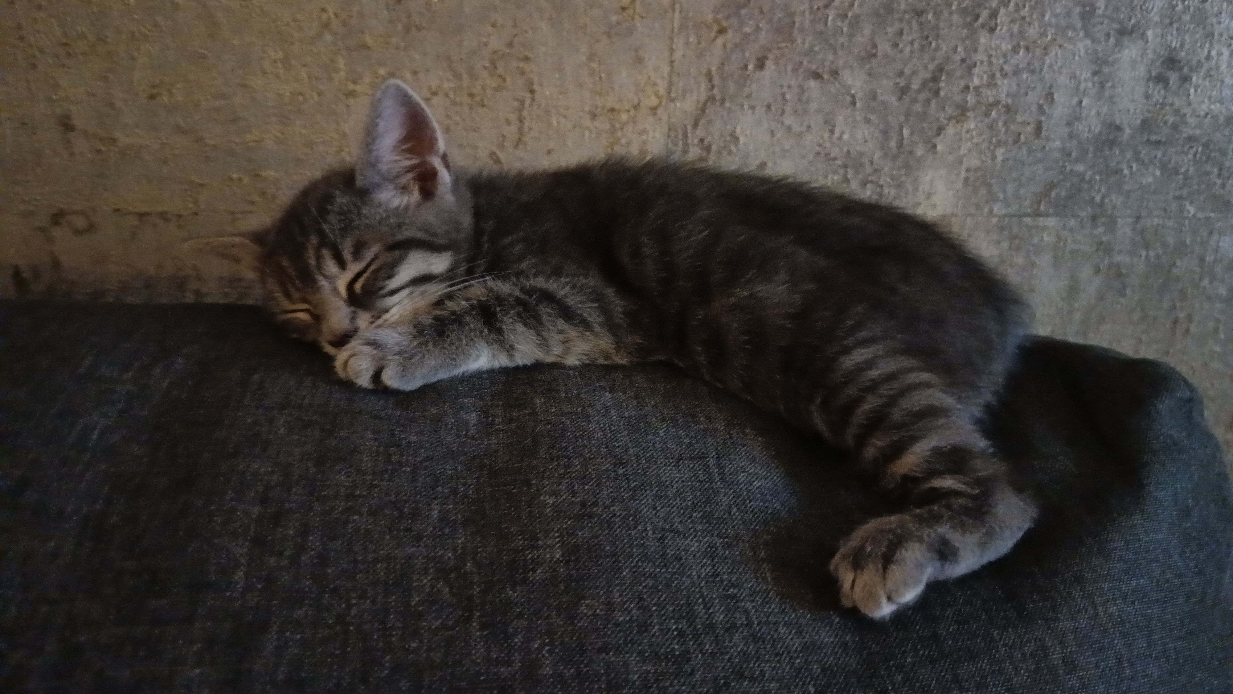Meet My Friend's New Kitten: Too Adorable for Words!
