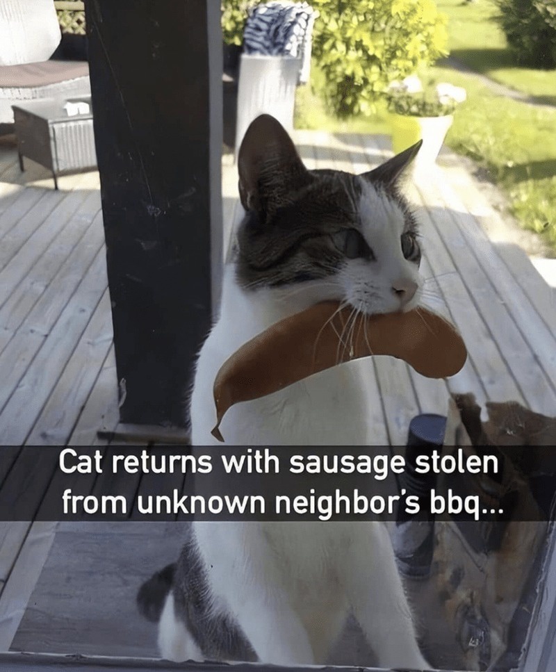 The Adorable Good Kitty Moment