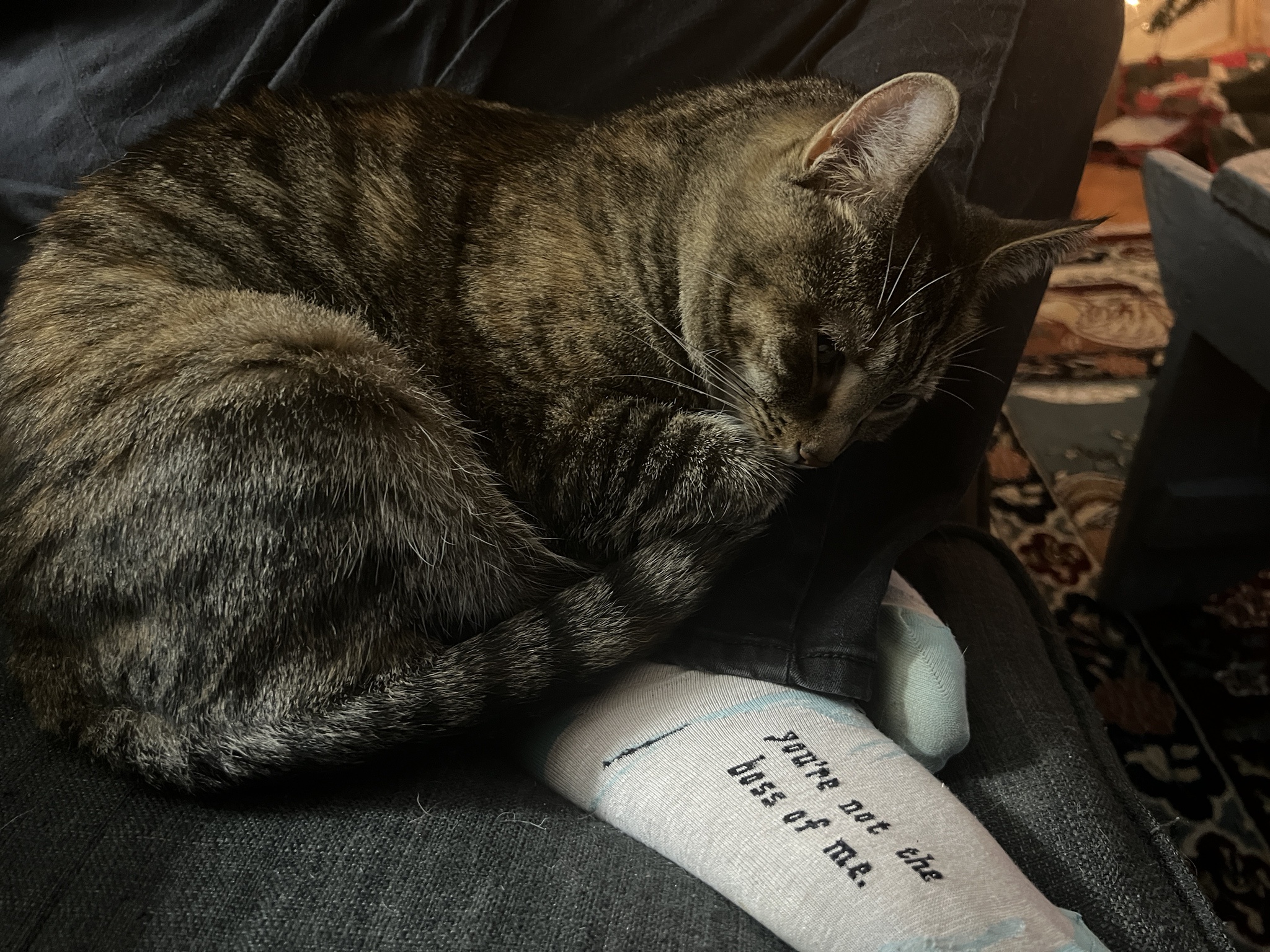 Daily Dose of Cat Cuteness to Brighten Your Day