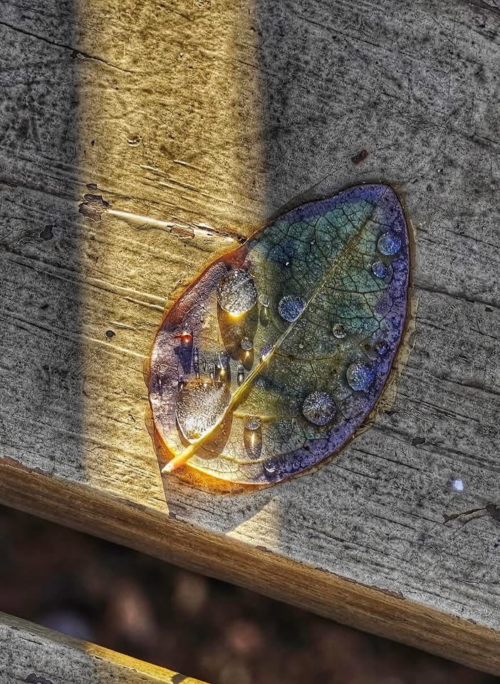 Nature's trio: Light, Rain, and Leaves