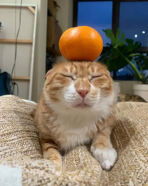 Don't ever talk to me or my beloved orange cat again!