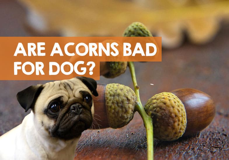 Acorns: A hazard for both Imgur and your furry friend.