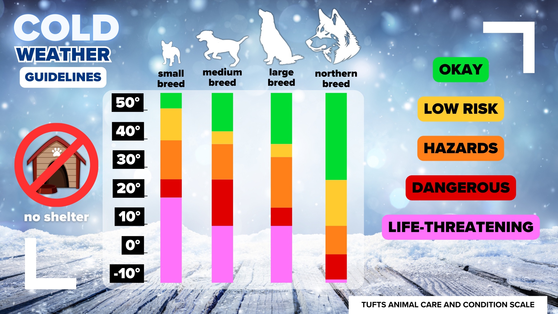 Celebrating My Cakeday Amidst an Arctic Vortex: A PSA for Pet Safety in Extreme Cold