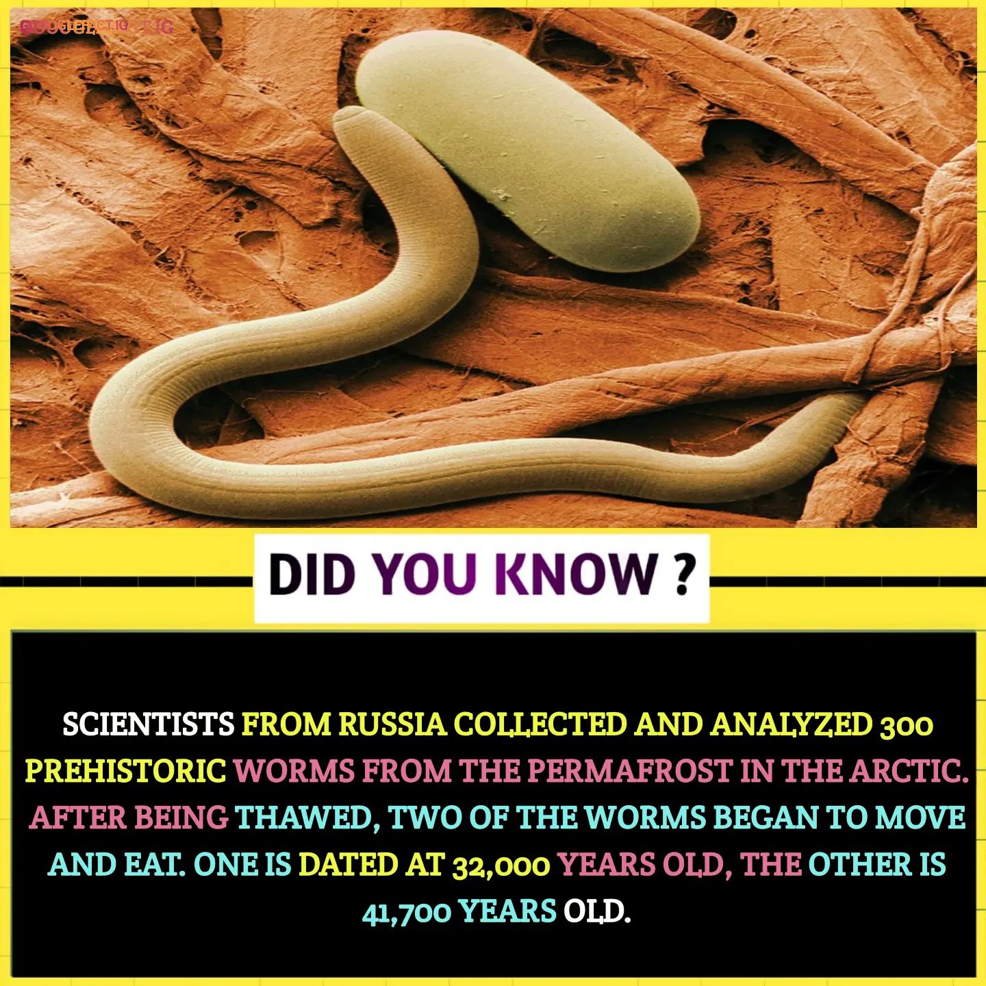 The Fascinating World of Worms