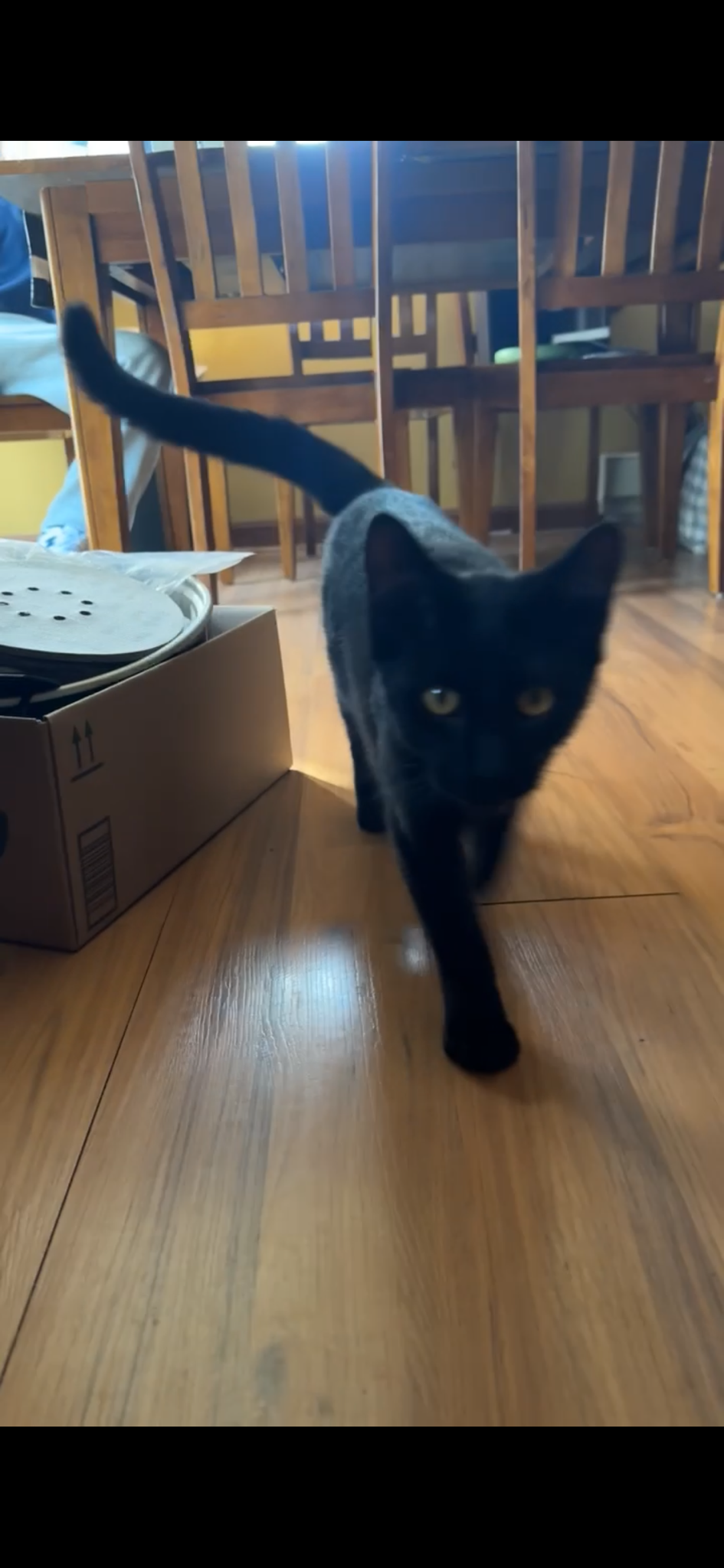 Feline Friend