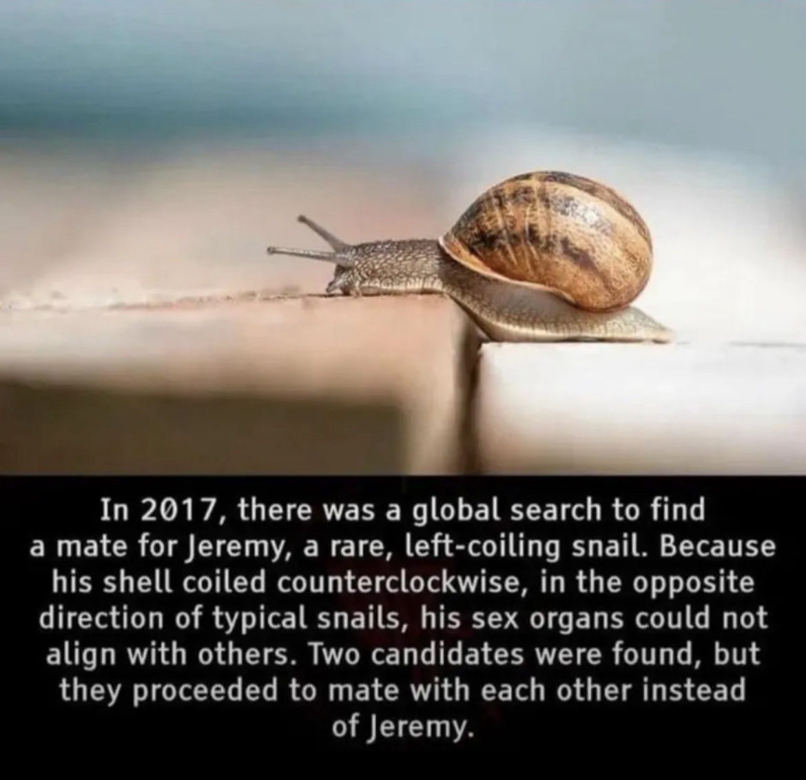 The Whimsical Love Story of Jeremy the Left-Coiling Garden Snail...