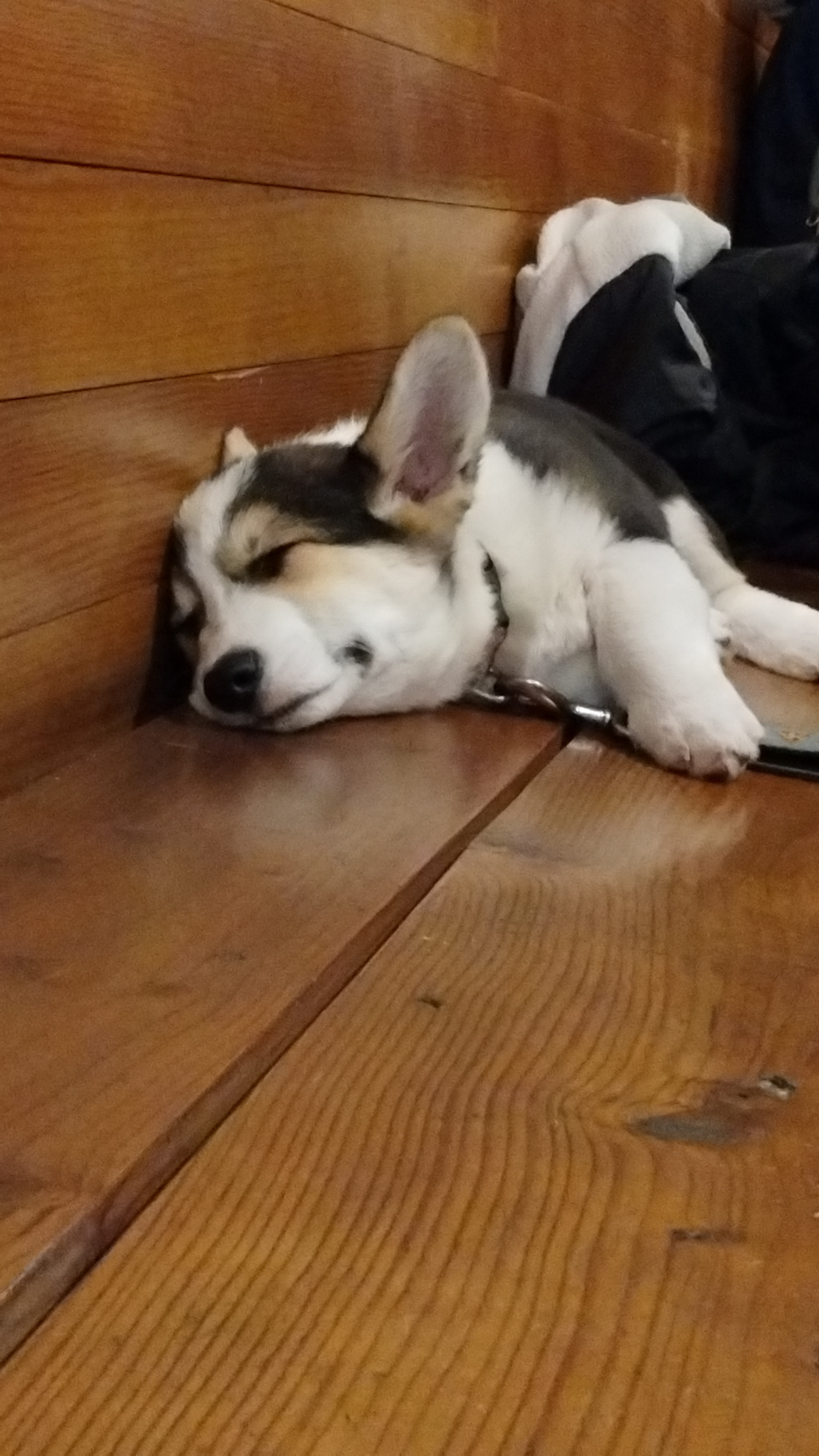 Here's a heartwarming sight: a sleeping baby corgi