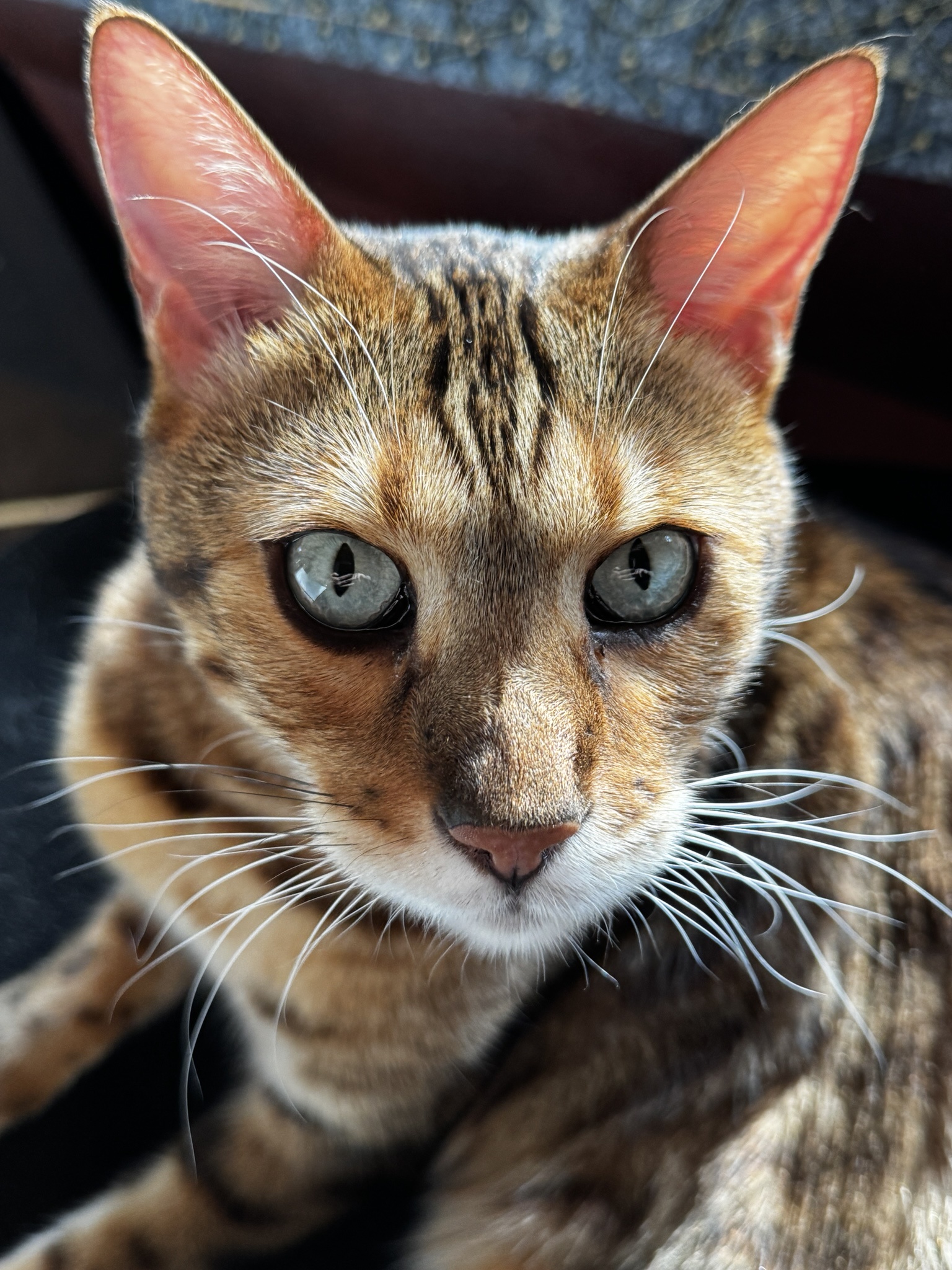 Get ready for a sunny Caturday celebration!