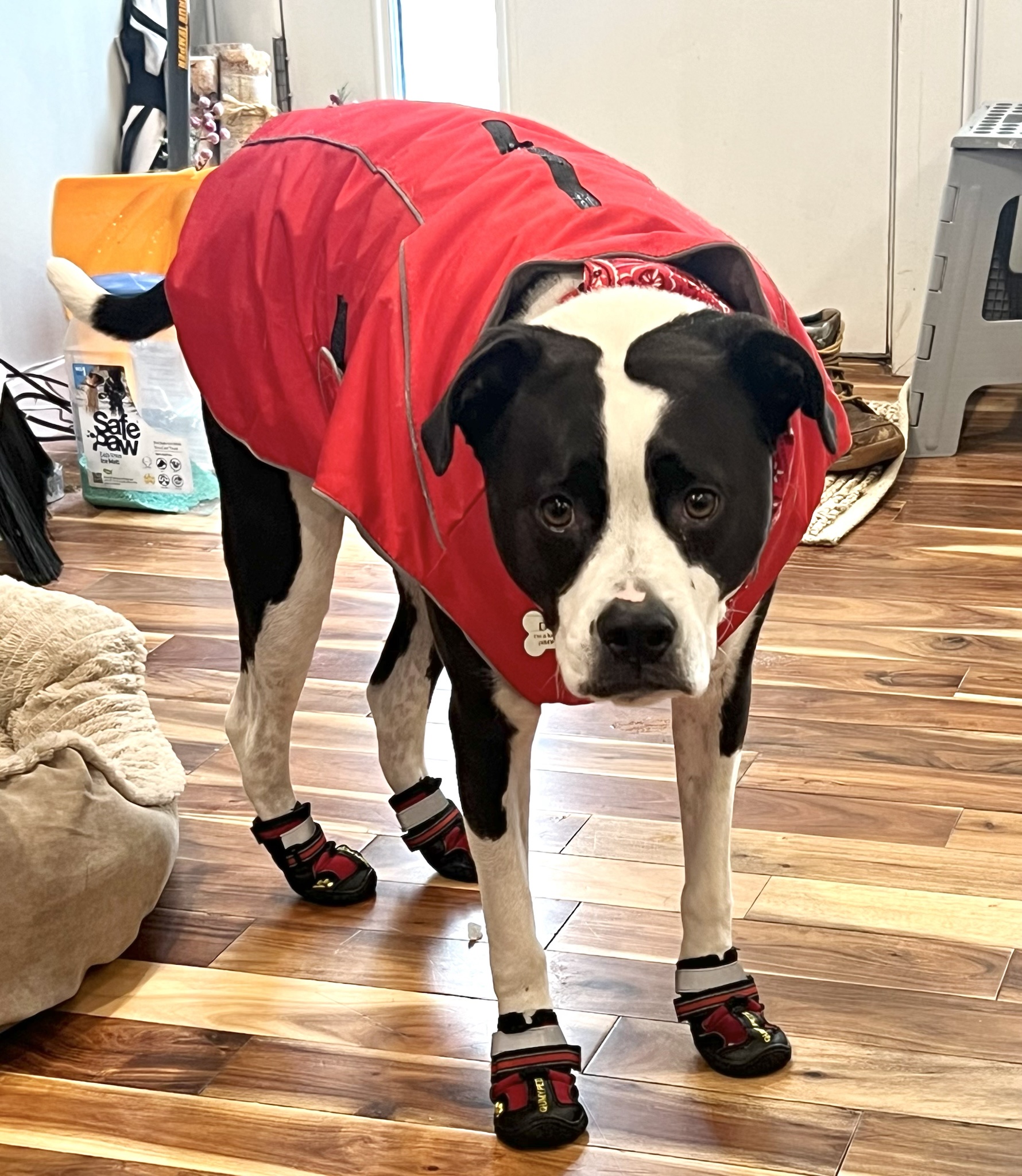 Duke's Adorable Embarrassment: The Snow Booties Saga