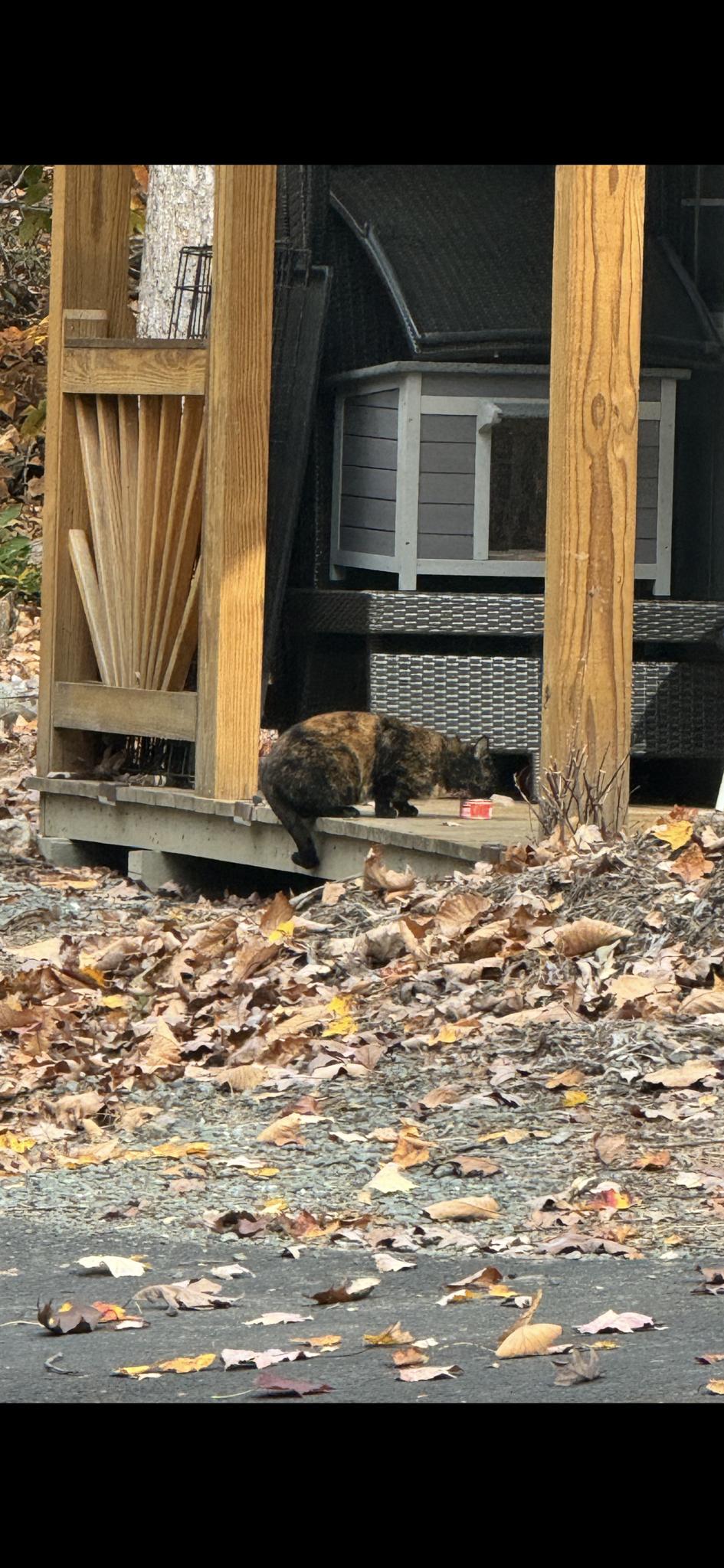 My Little Feral Baby is Learning to Trust: A Heartwarming Journey