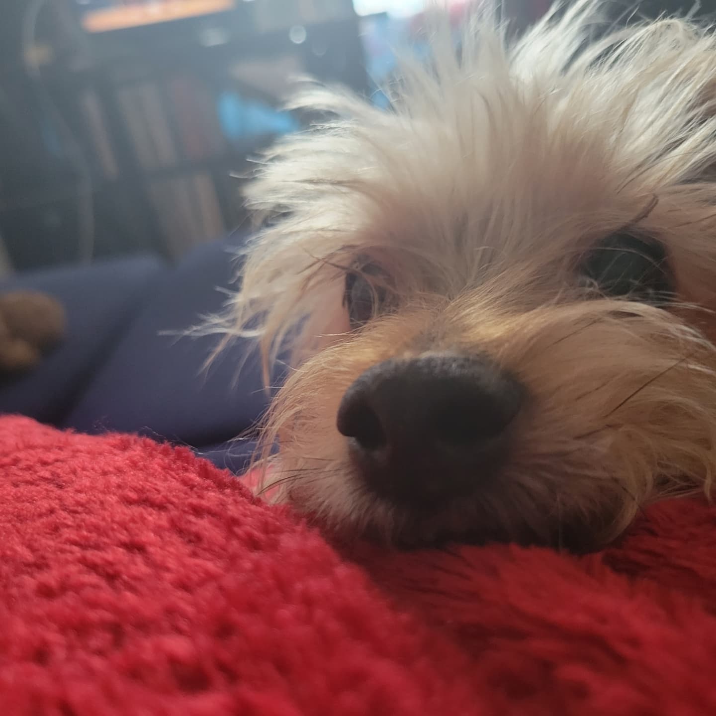 Saying Goodbye to My Furry Friend Who Crossed the Rainbow Bridge