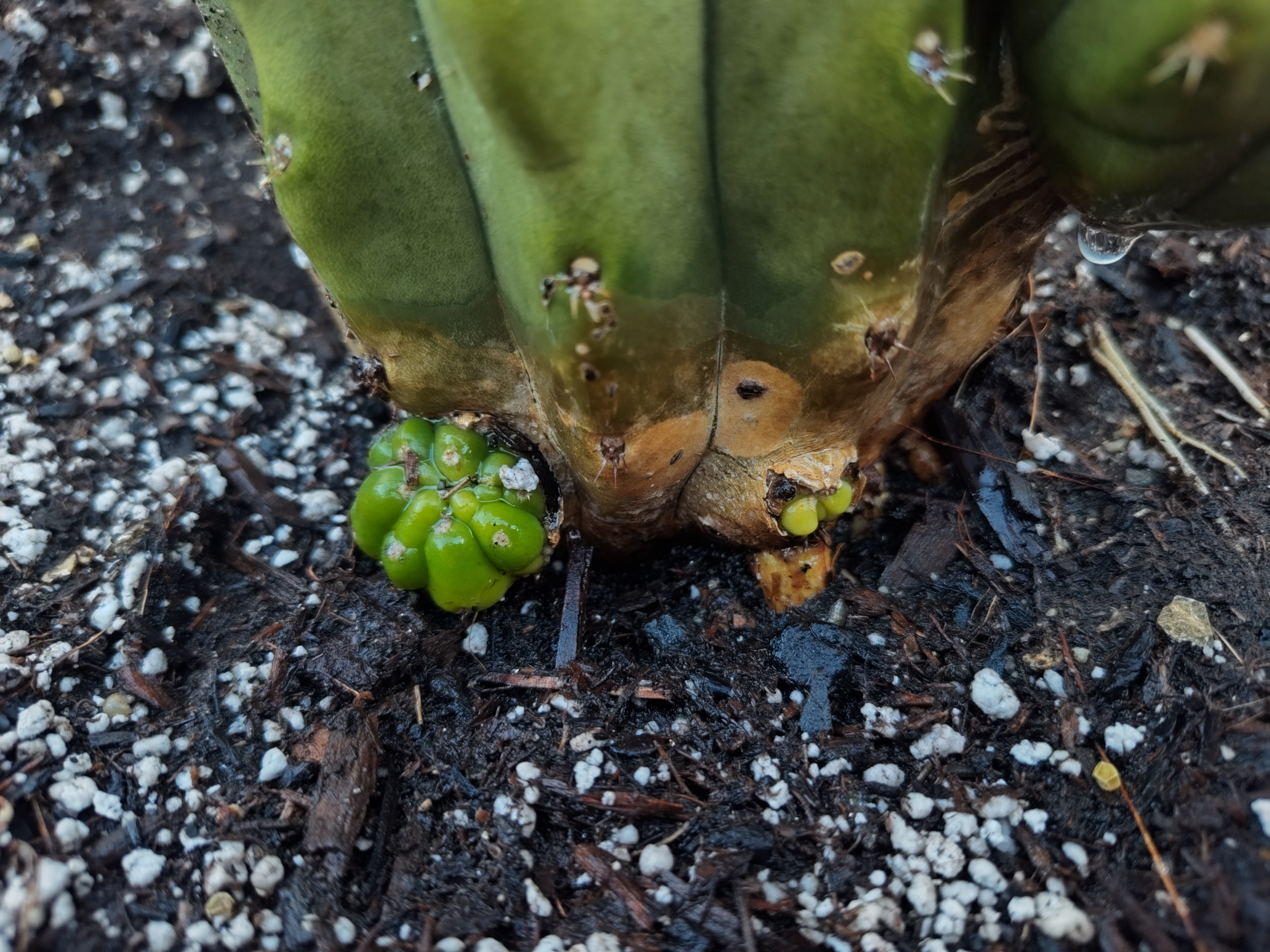 Three Determined Basal Pups Navigating Trichocereus Pachanoi
