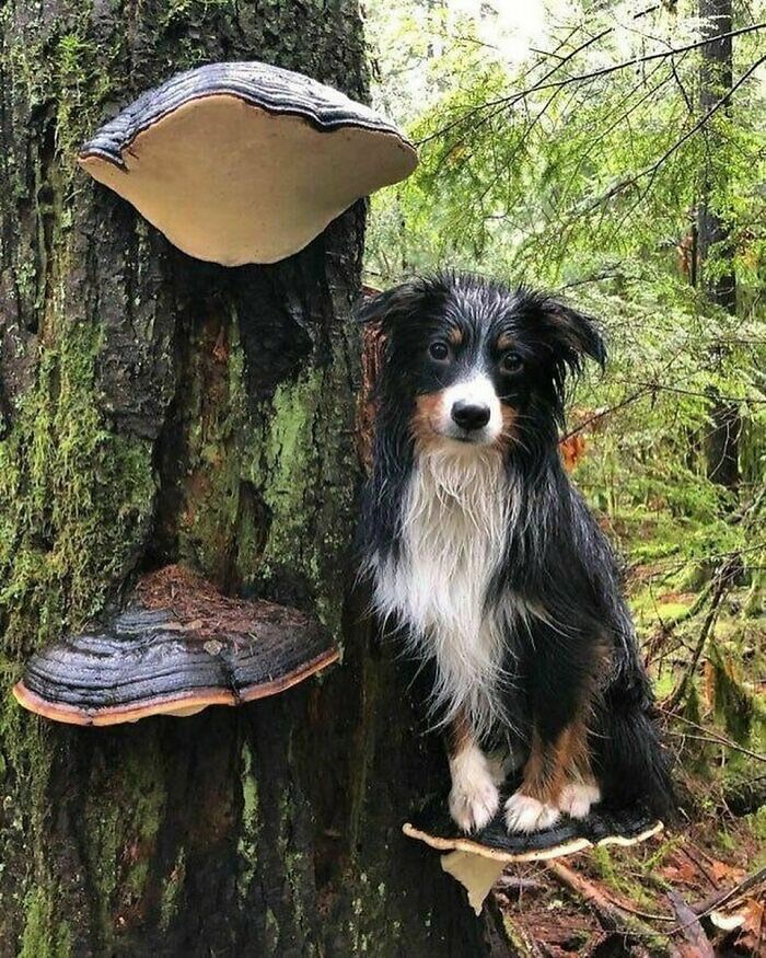 Beware of the Mushroom Mine!