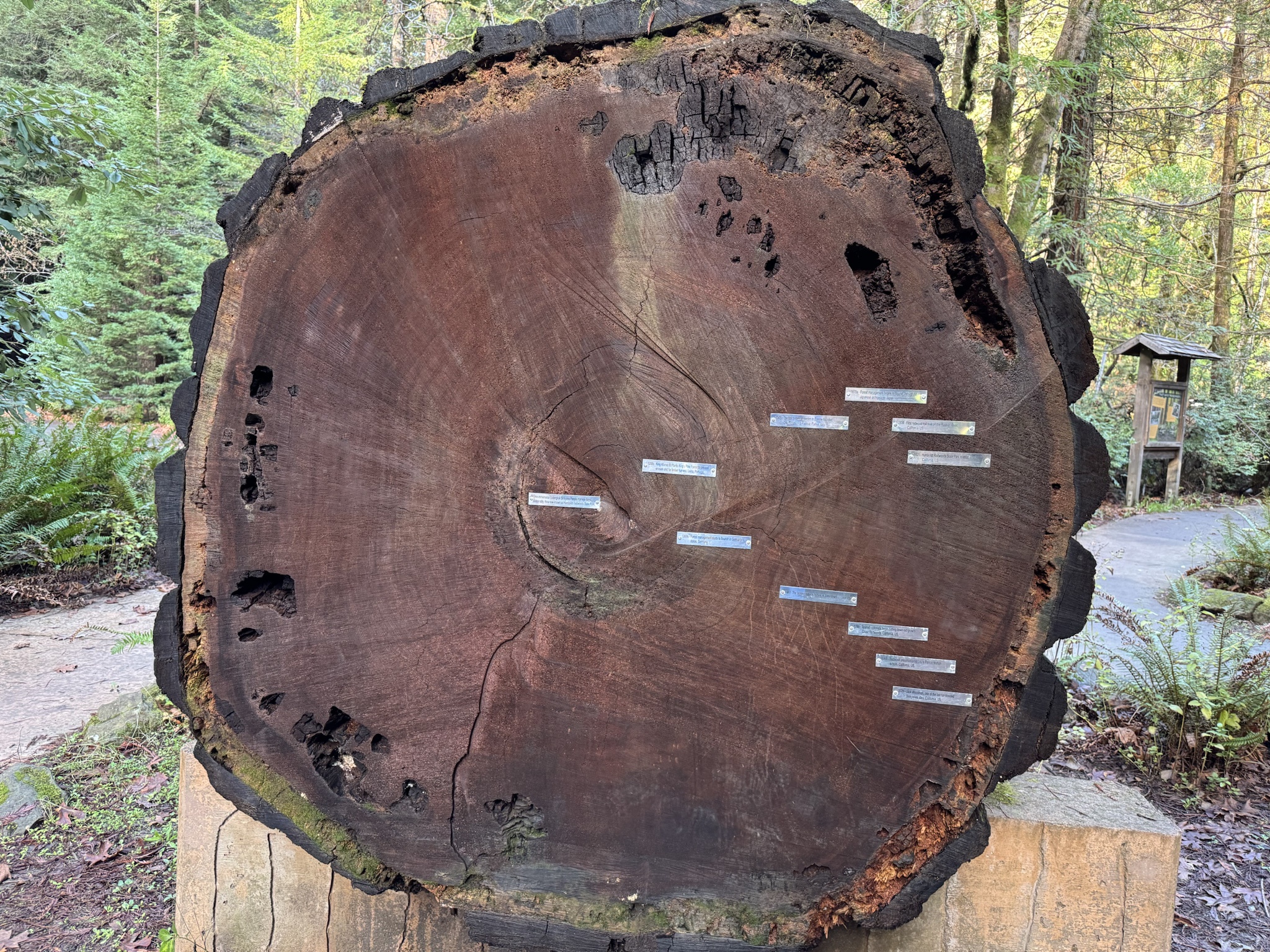 Exploring the Humboldt Redwoods State Park Visitor Center.
